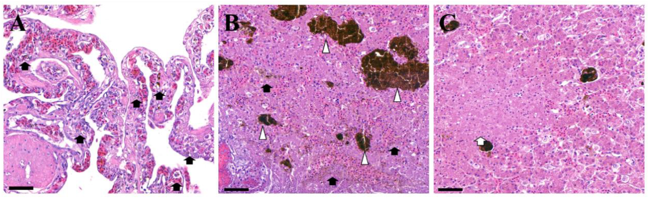 Vetsci 07 00004 g002