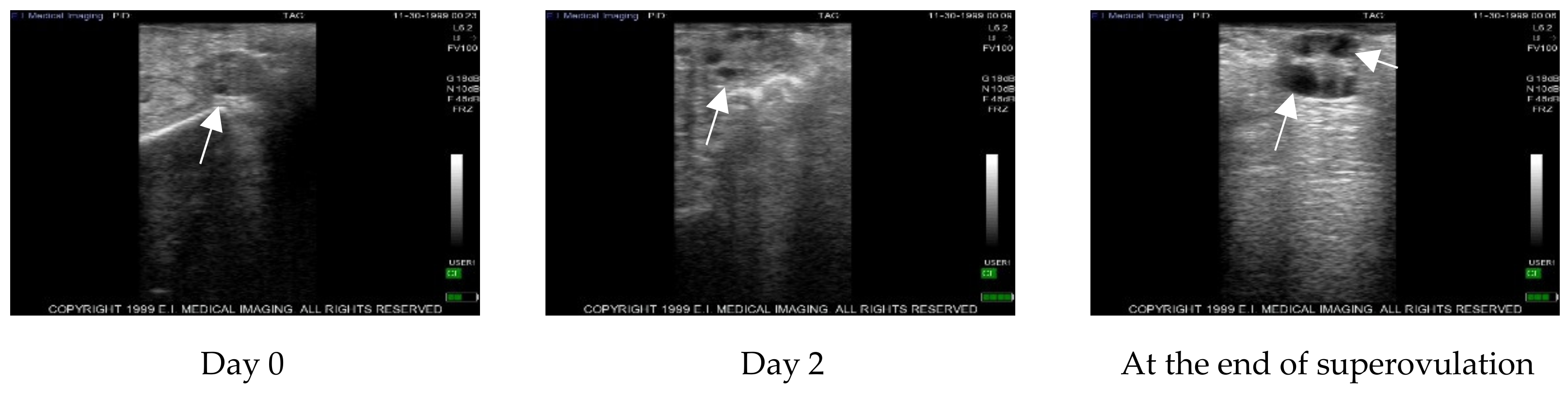 Vetsci 07 00016 g001