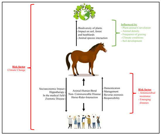 Giardia in horses, Ferdocat belsőleges gél A.U.V.