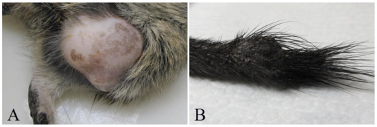 Veterinary Sciences Free FullText Spontaneous Tumors