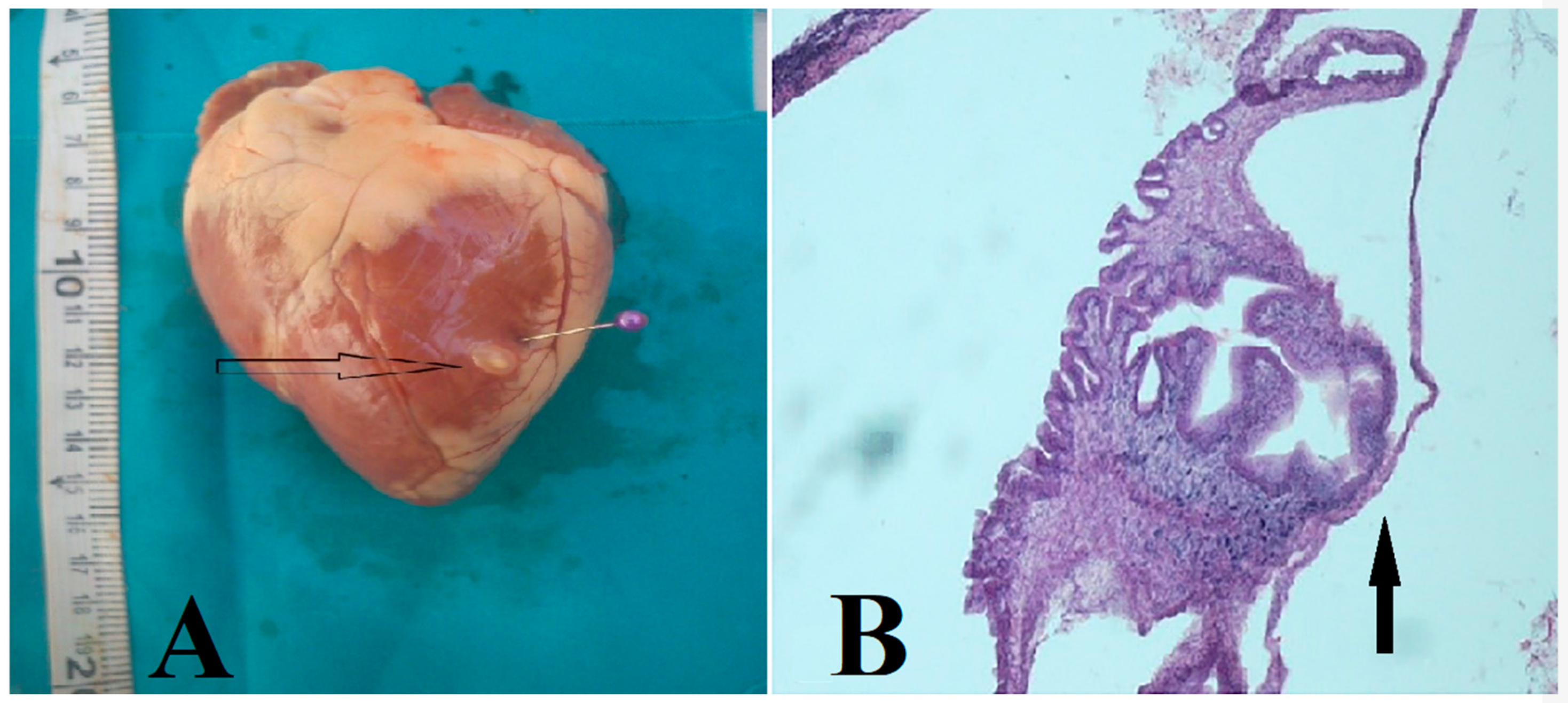 Vetsci 07 00034 g001