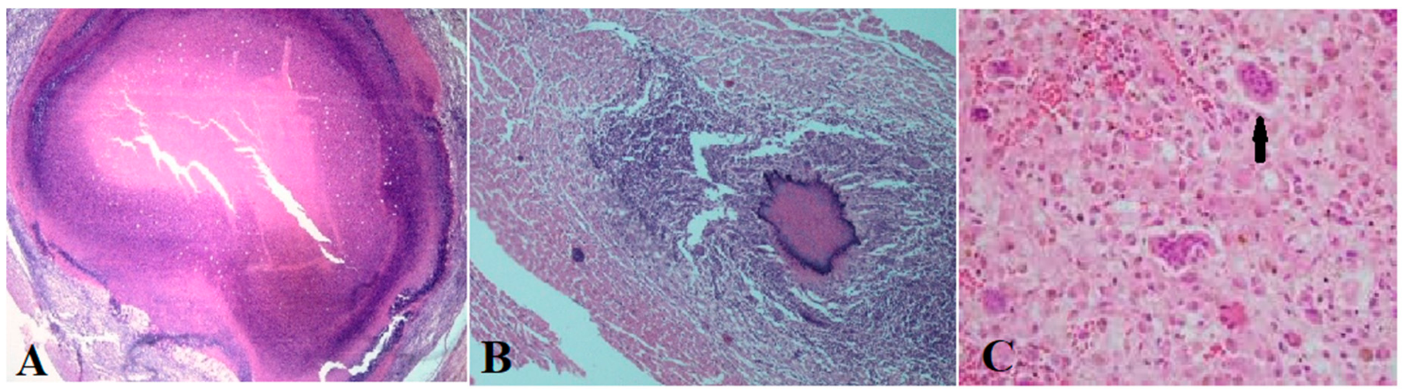 Vetsci 07 00034 g002