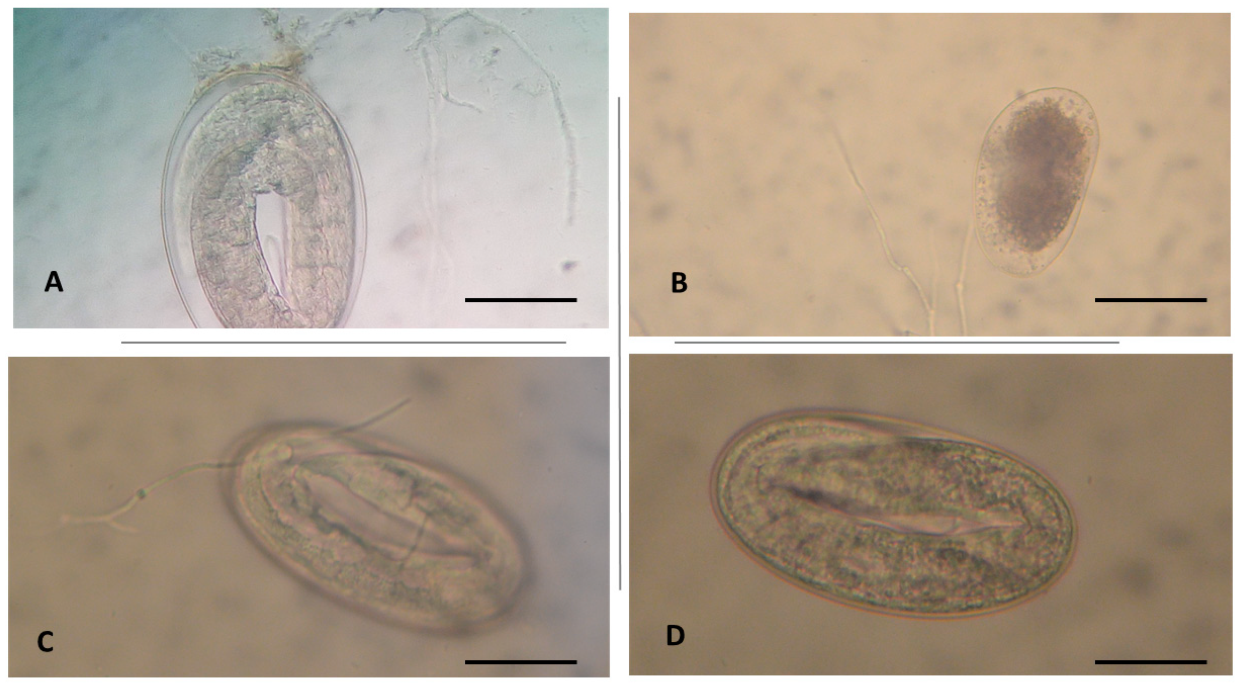 Vetsci 07 00053 g002