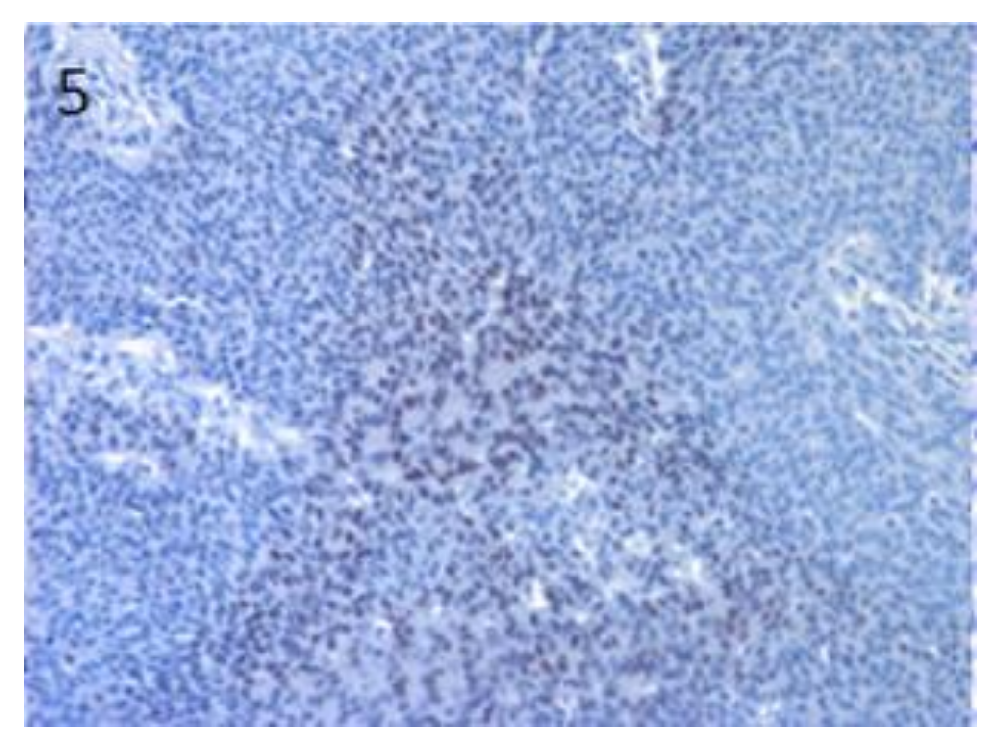 Vetsci 07 00062 g005 Vetsci 07 00062 g005