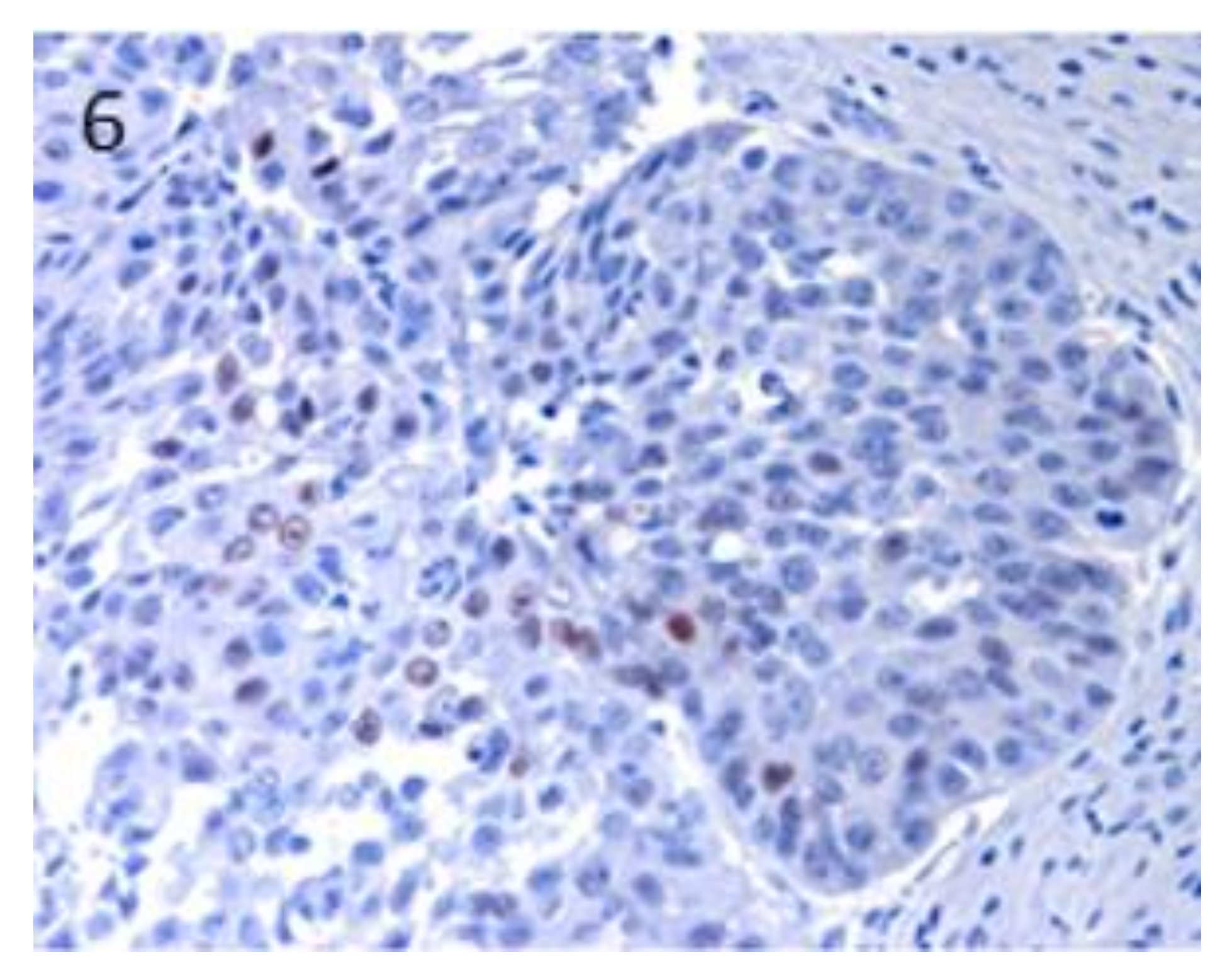 Vetsci 07 00062 g006 Vetsci 07 00062 g006