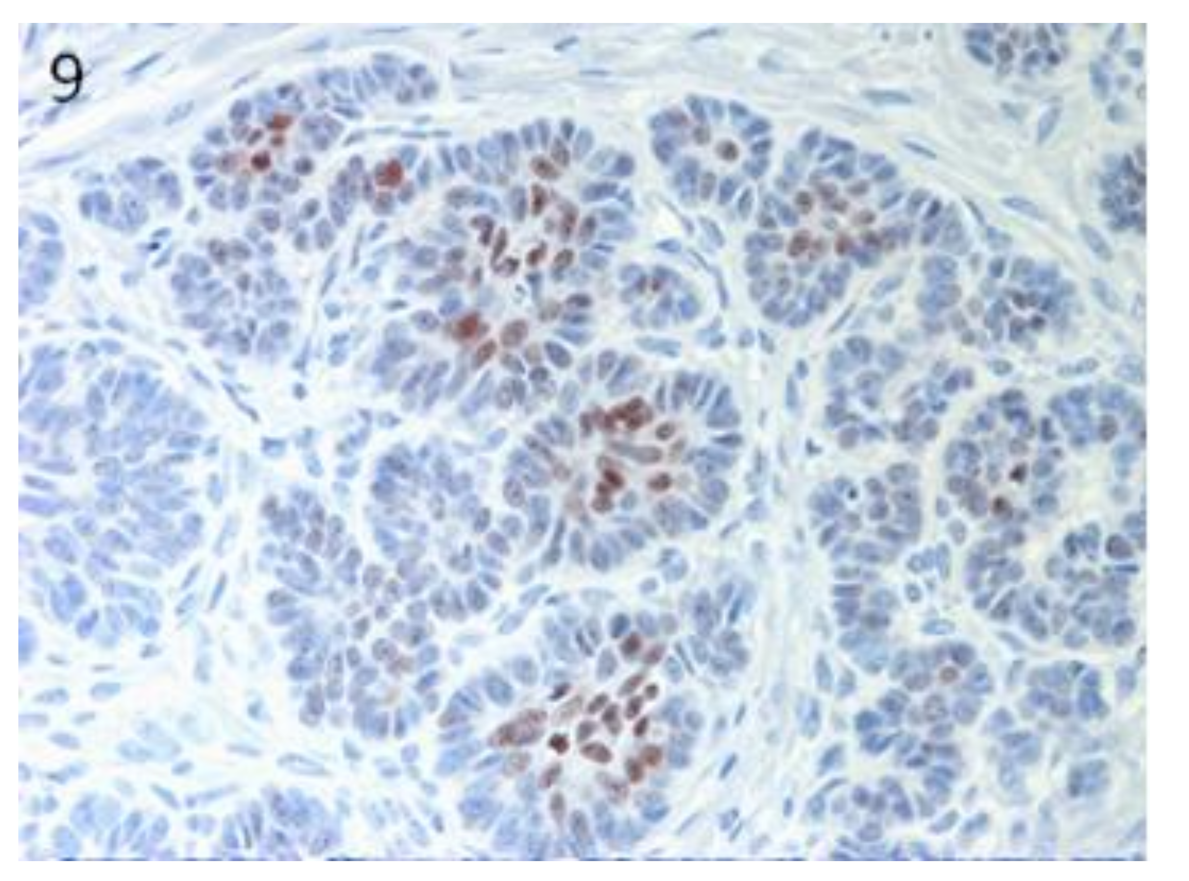 Vetsci 07 00062 g009 Vetsci 07 00062 g009