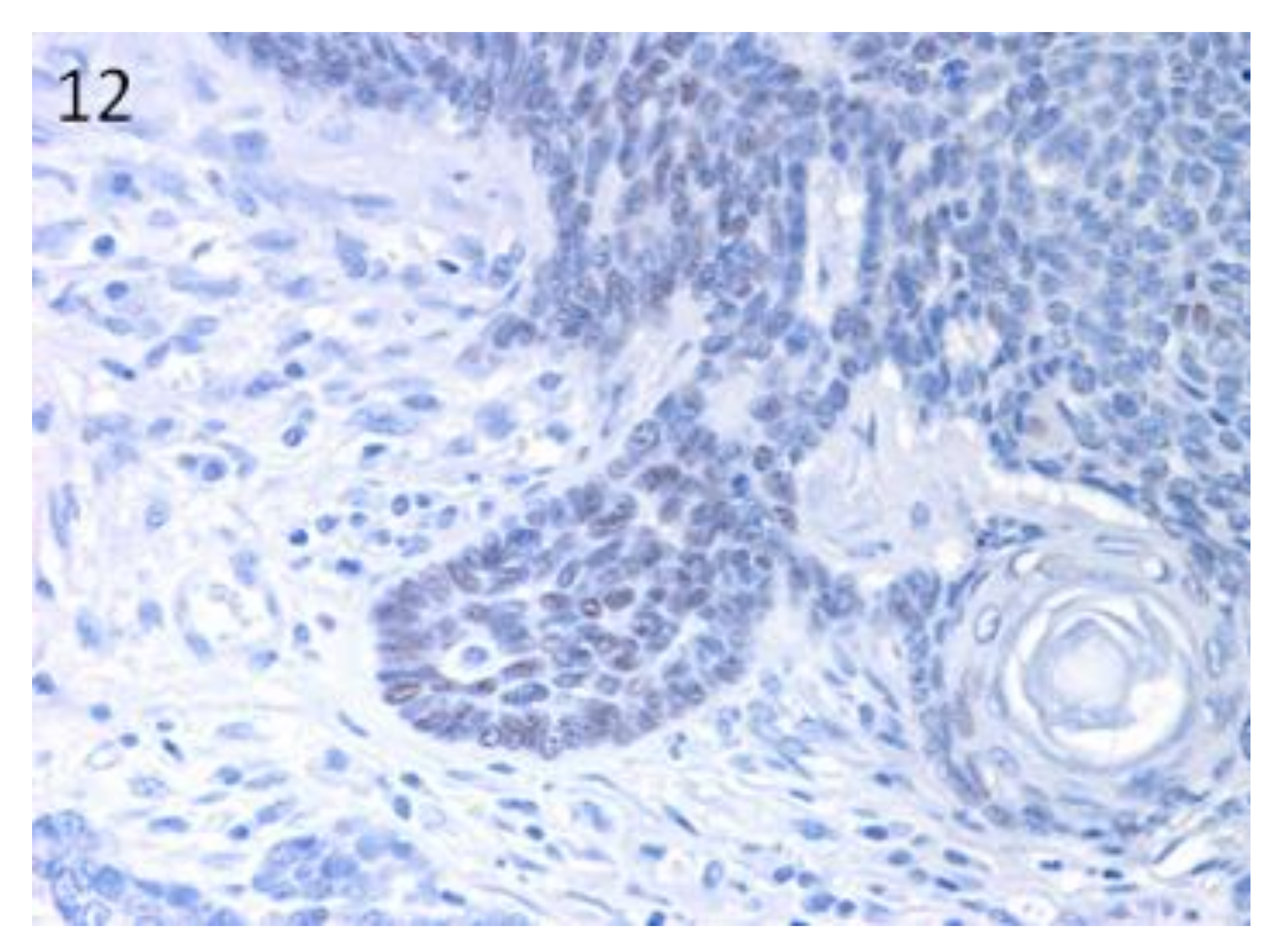 Vetsci 07 00062 g012 Vetsci 07 00062 g012