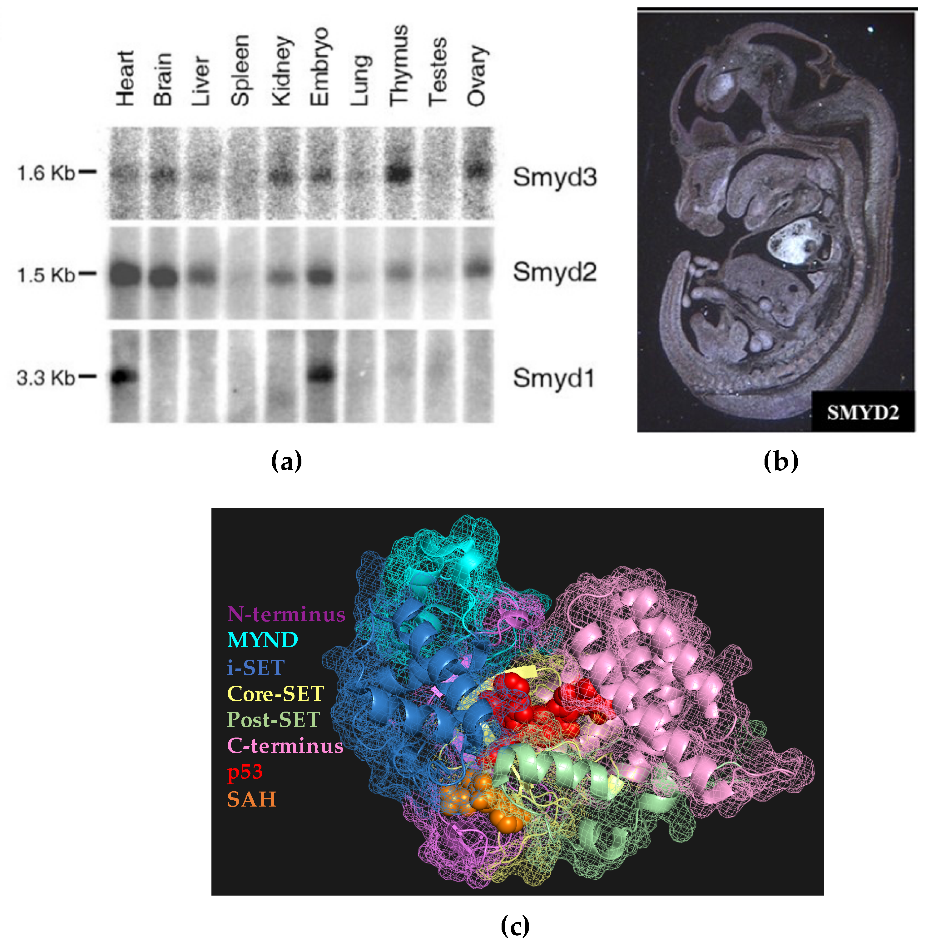 Vetsci 07 00063 g001 Vetsci 07 00063 g001