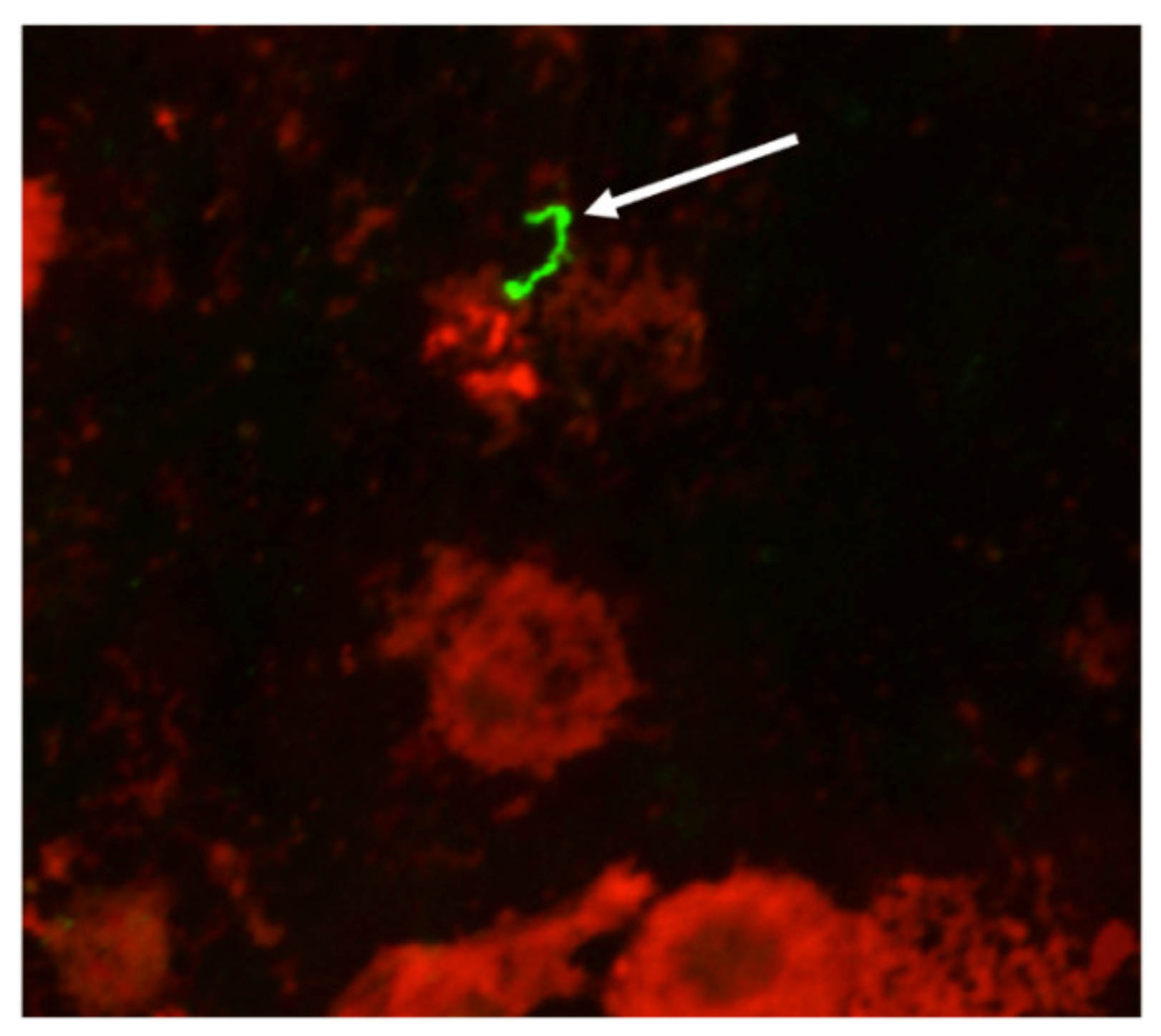 Vetsci 07 00066 g001