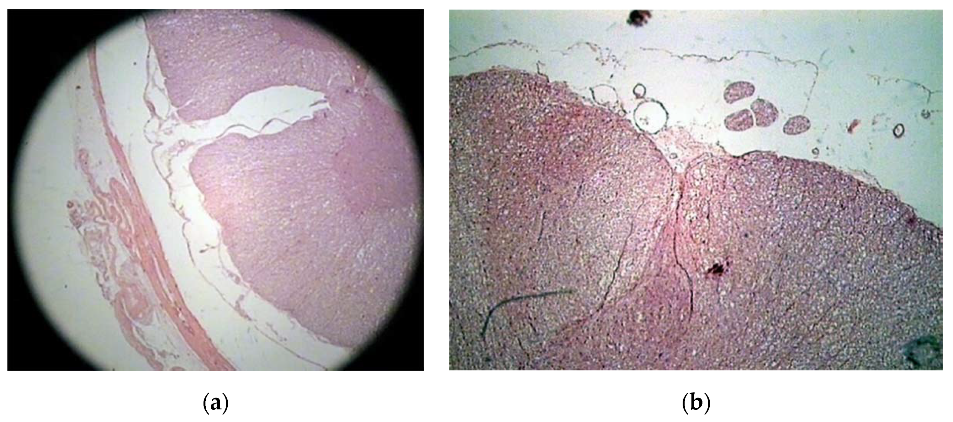 Vetsci 07 00068 g003 Vetsci 07 00068 g003