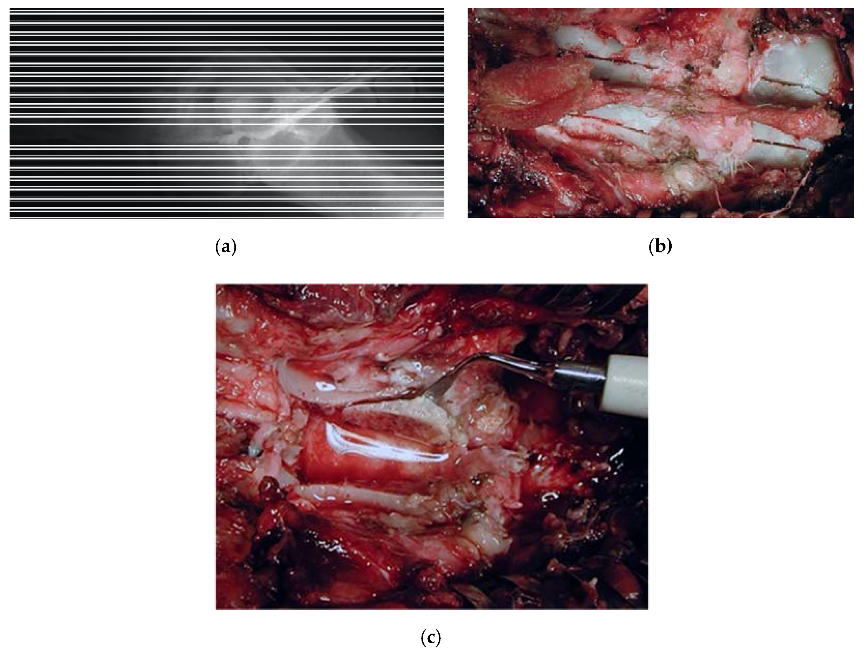 Vetsci 07 00068 g004 Vetsci 07 00068 g004