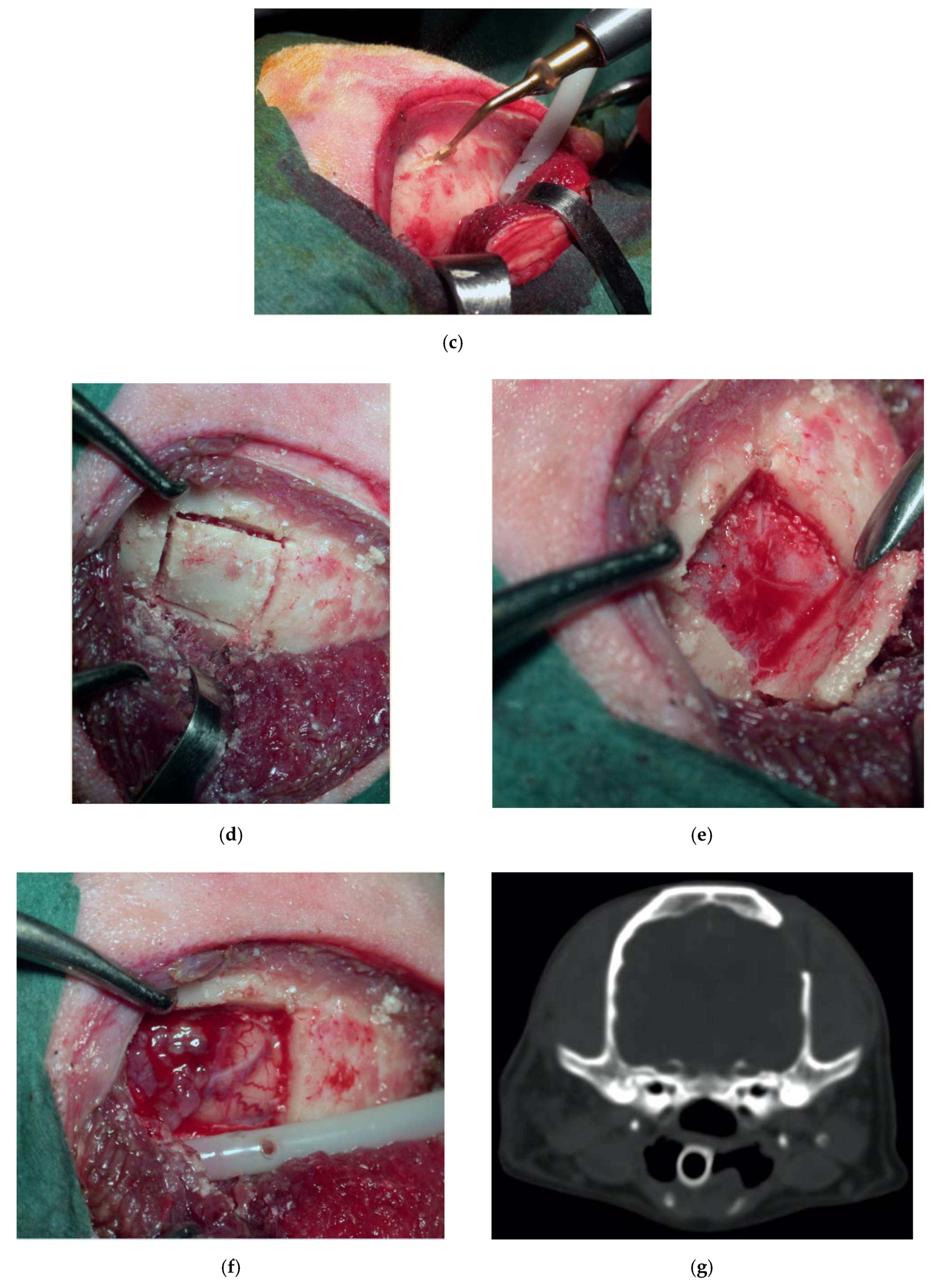 Vetsci 07 00068 g006b Vetsci 07 00068 g006b