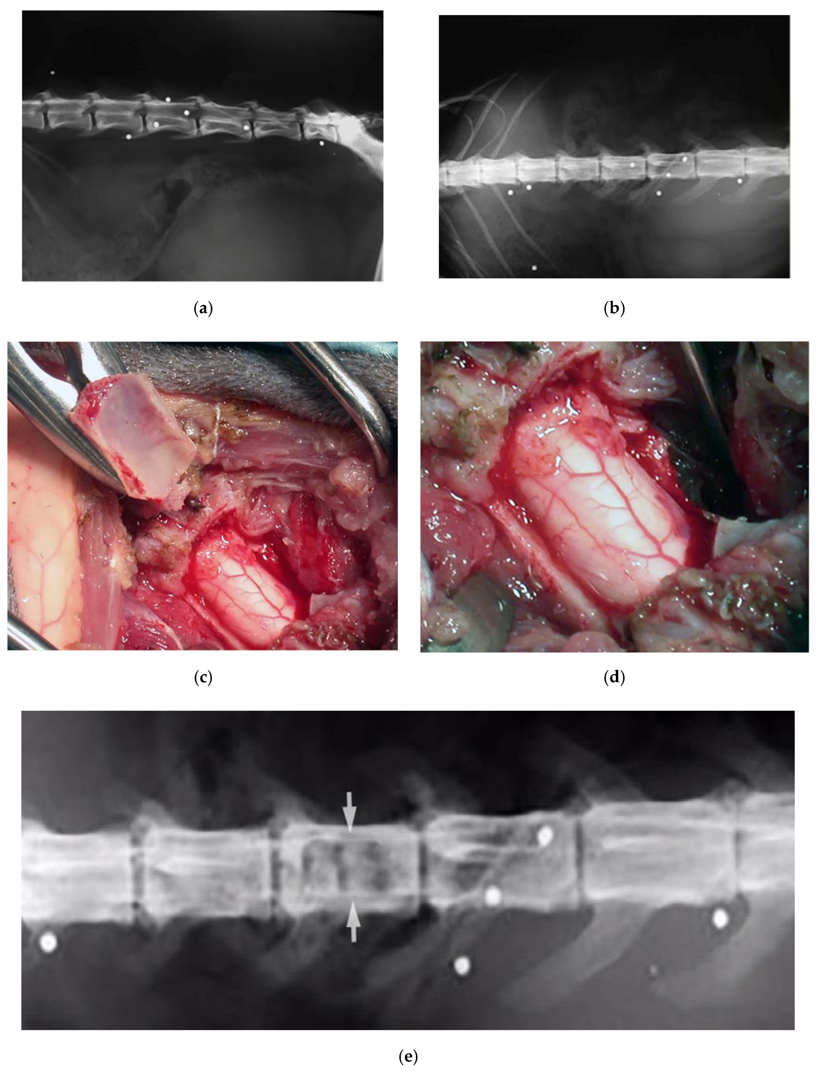 Vetsci 07 00068 g008 Vetsci 07 00068 g008