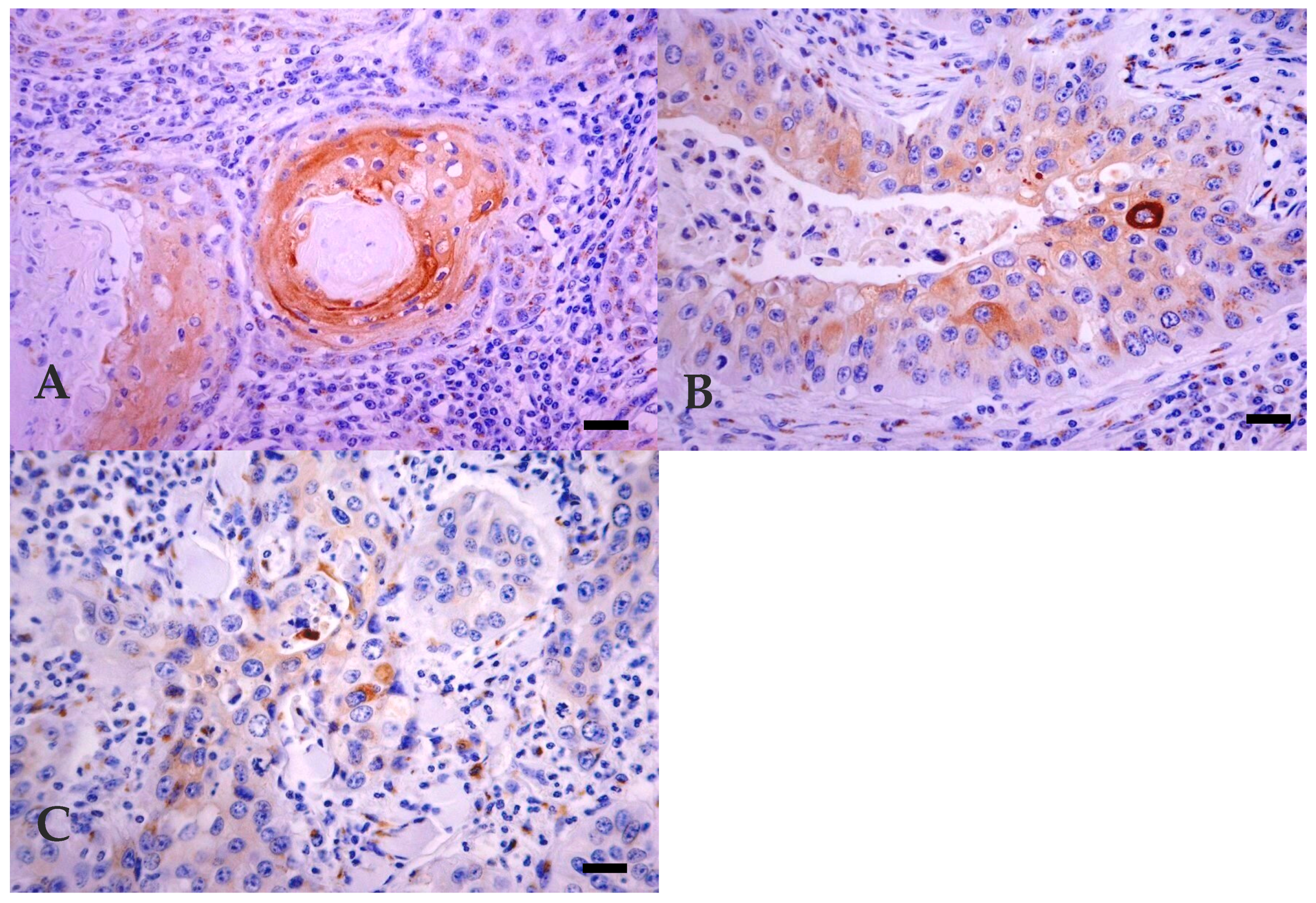 Vetsci 07 00070 g004