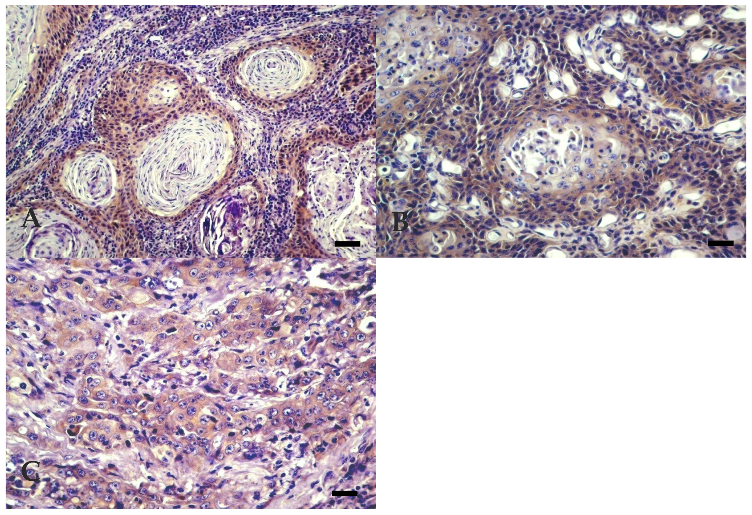 Vetsci 07 00070 g005