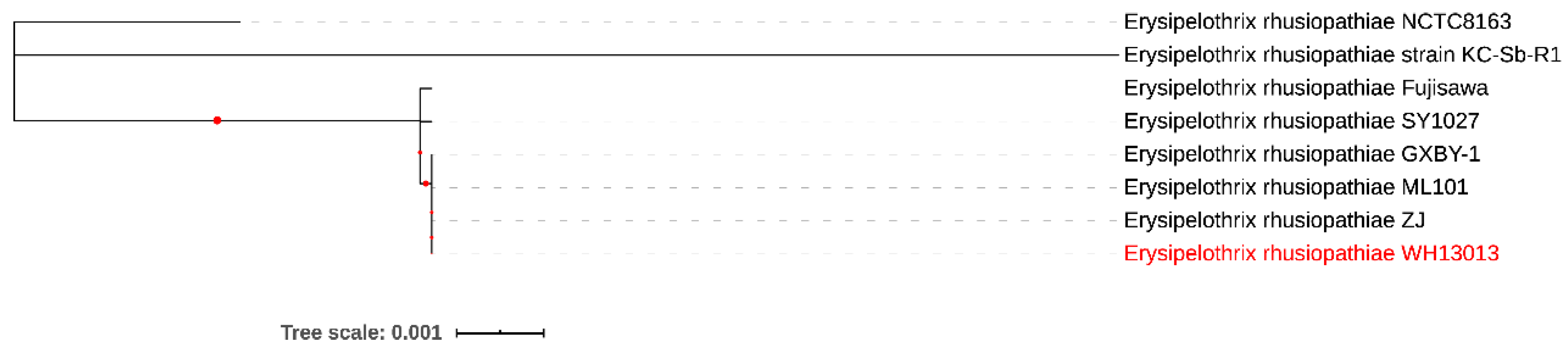 Vetsci 07 00074 g002 Vetsci 07 00074 g002