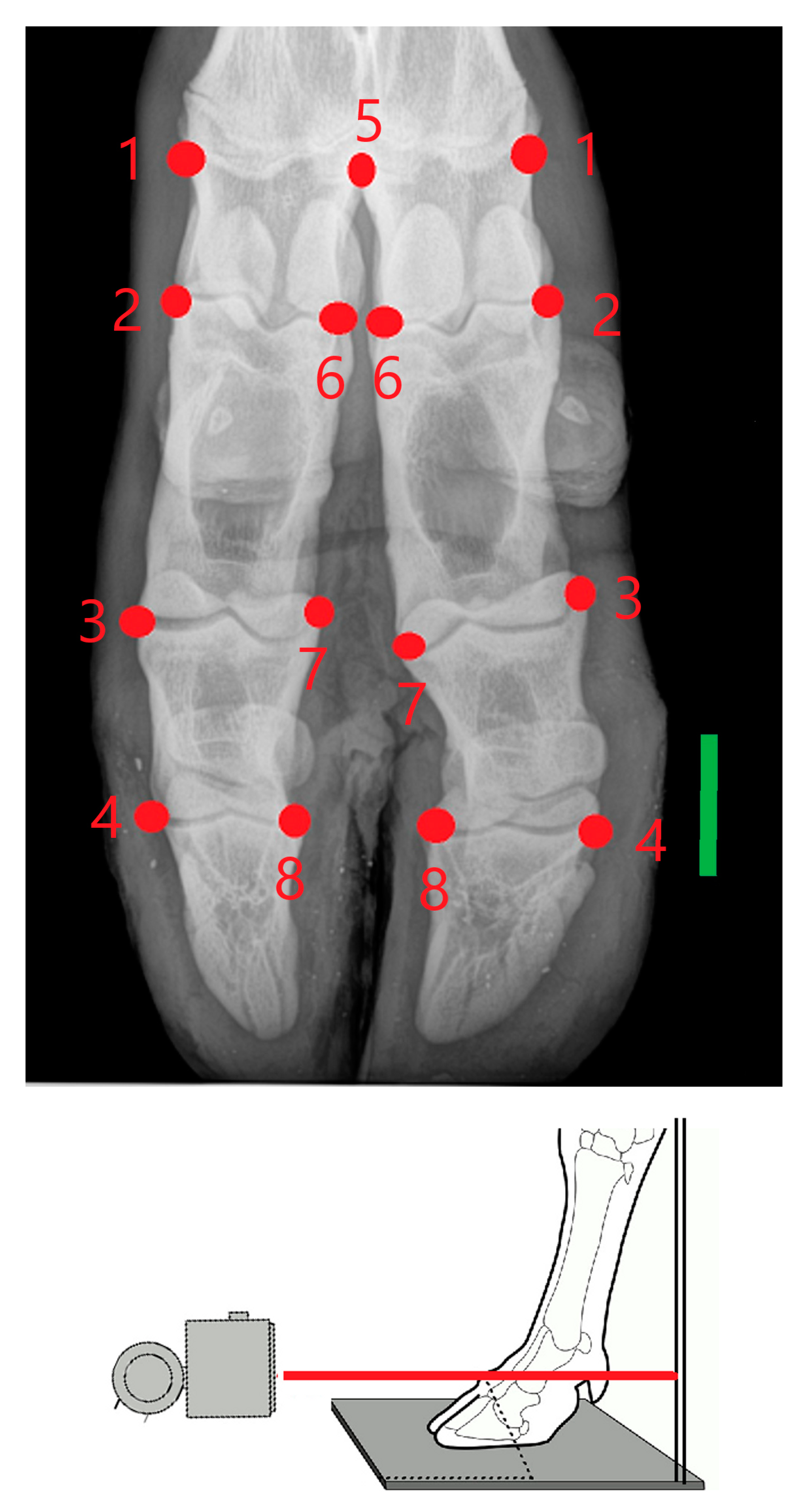 Vetsci 07 00083 g001 Vetsci 07 00083 g001