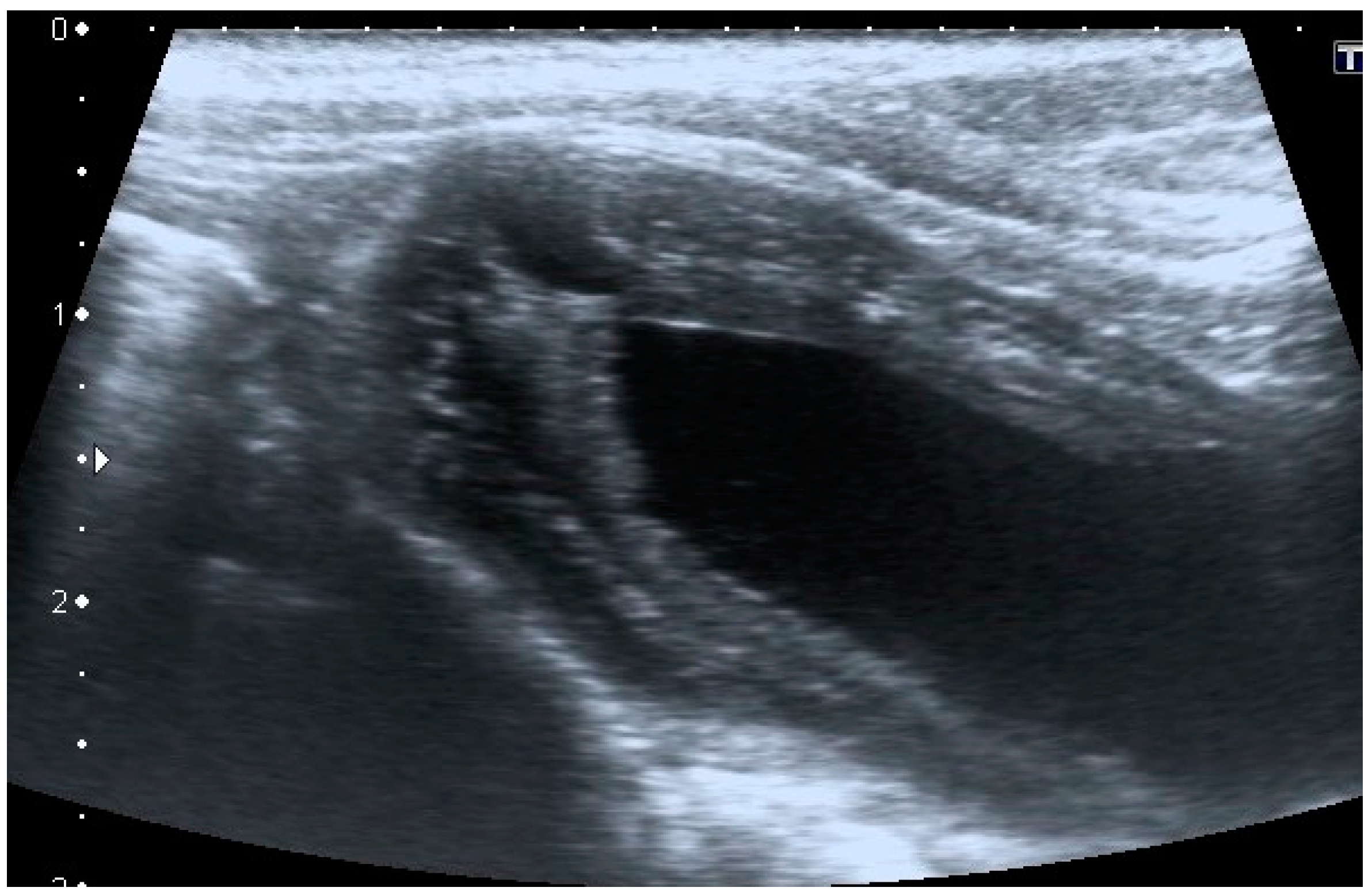 Vetsci 07 00084 g002