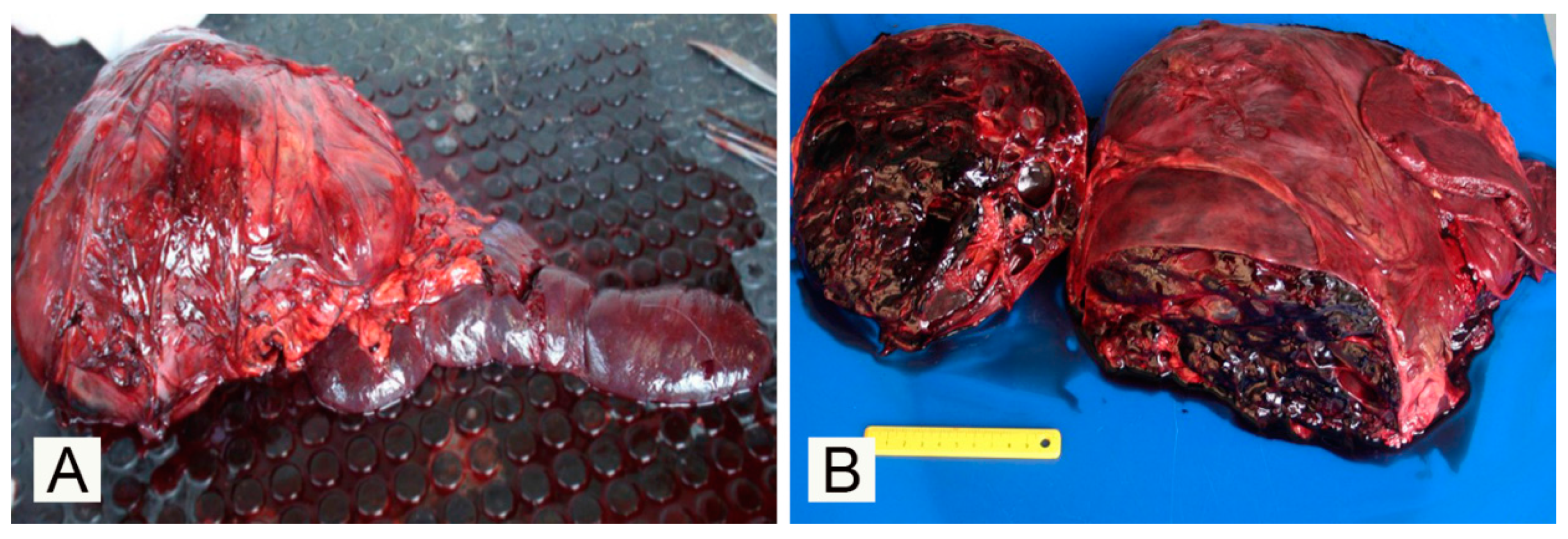 Vetsci 07 00102 g001 Vetsci 07 00102 g001
