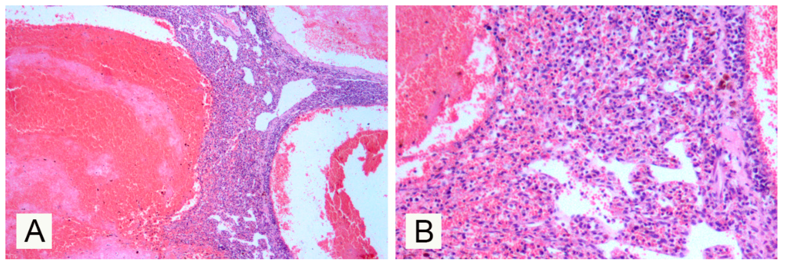 Vetsci 07 00102 g002 Vetsci 07 00102 g002