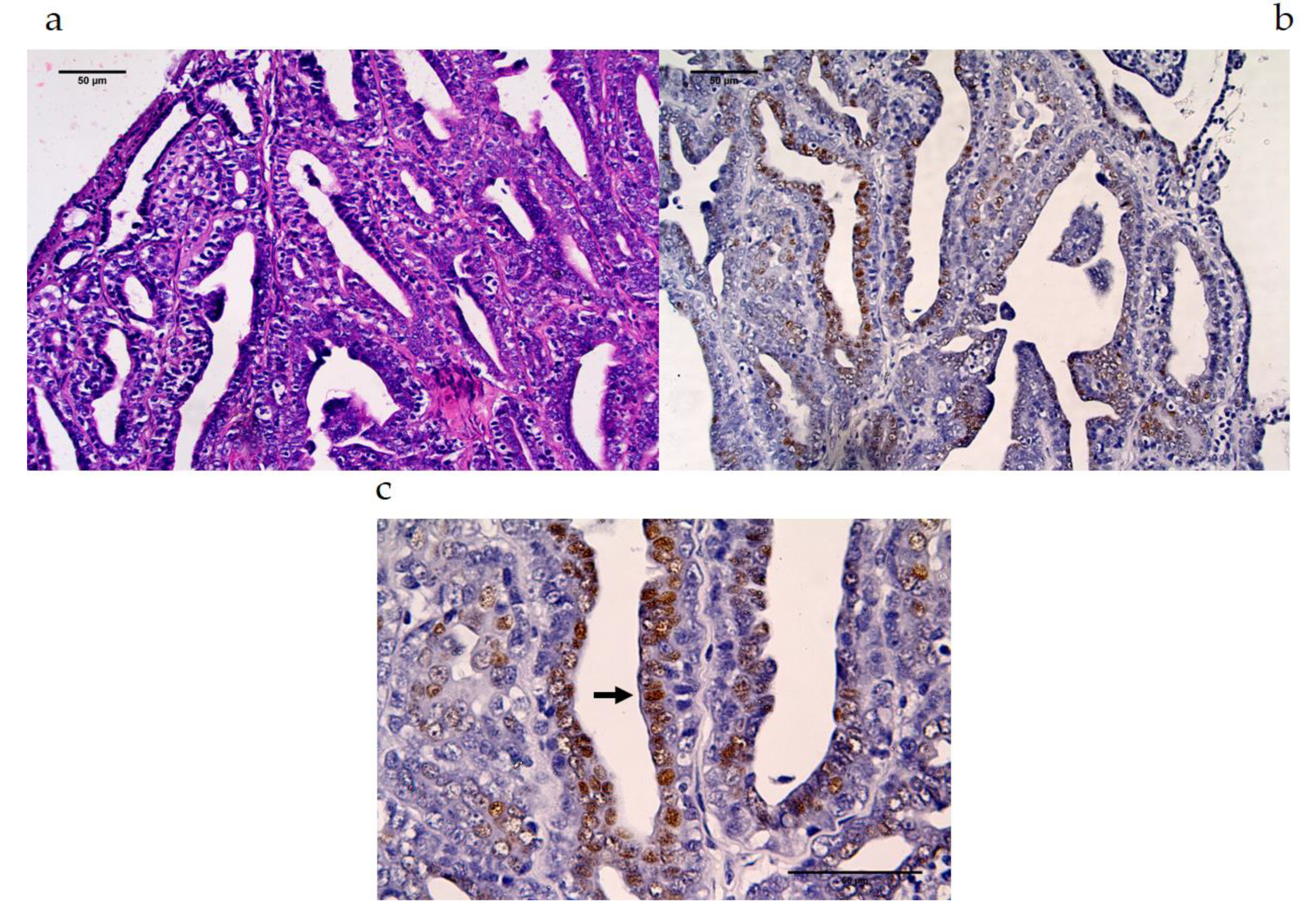 Vetsci 07 00109 g004