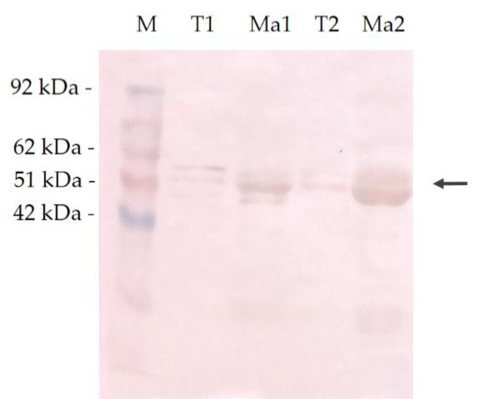 Vetsci 07 00109 g005