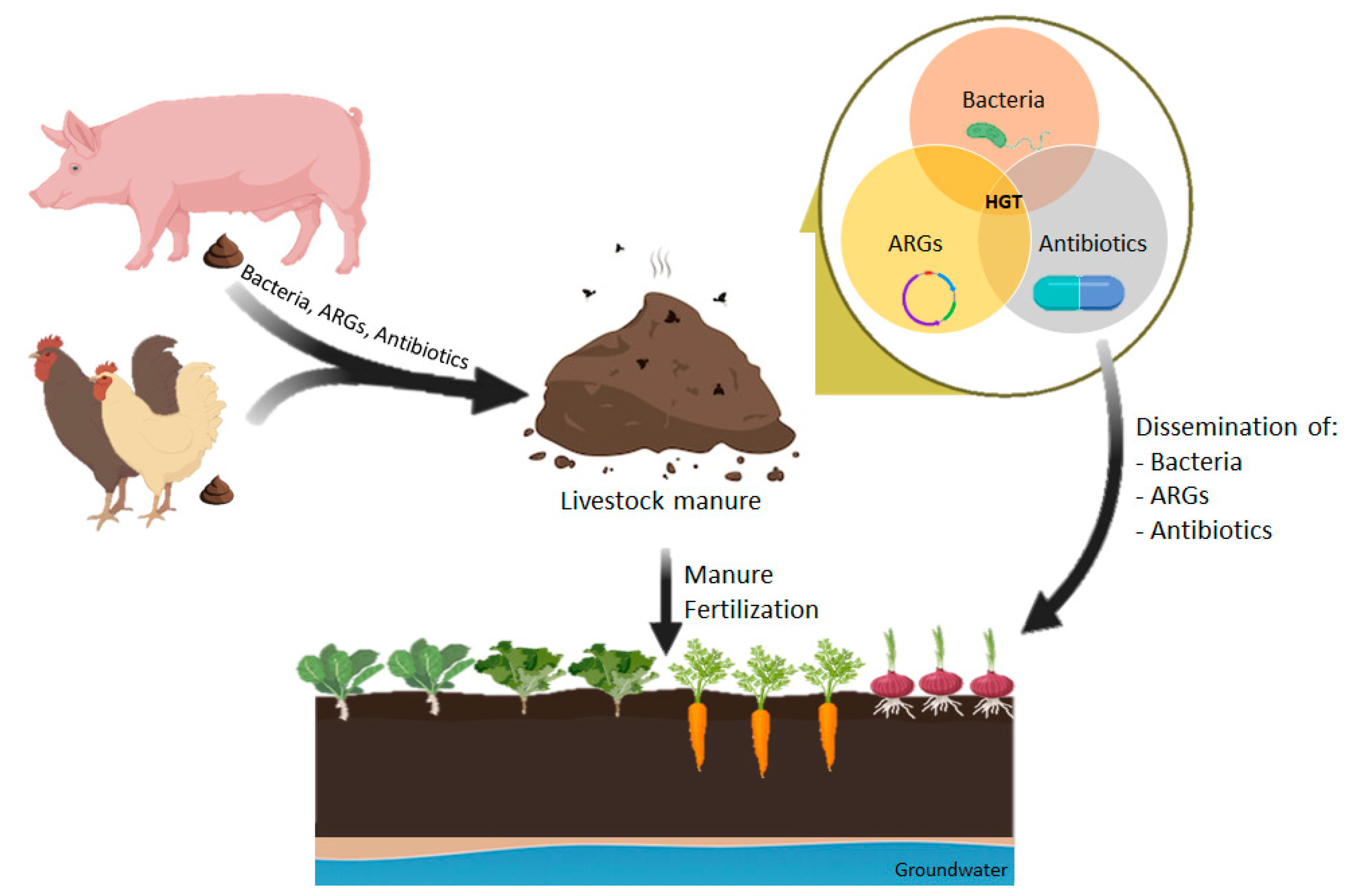 Veterinary Sciences | Free Full-Text | Manure as a Potential Hotspot for Antibiotic Resistance Dissemination by Horizontal Gene Transfer Events Veterinary Sciences | Free Full-Text | Manure as a Potential Hotspot for Antibiotic Resistance Dissemination by Horizontal Gene Transfer Events