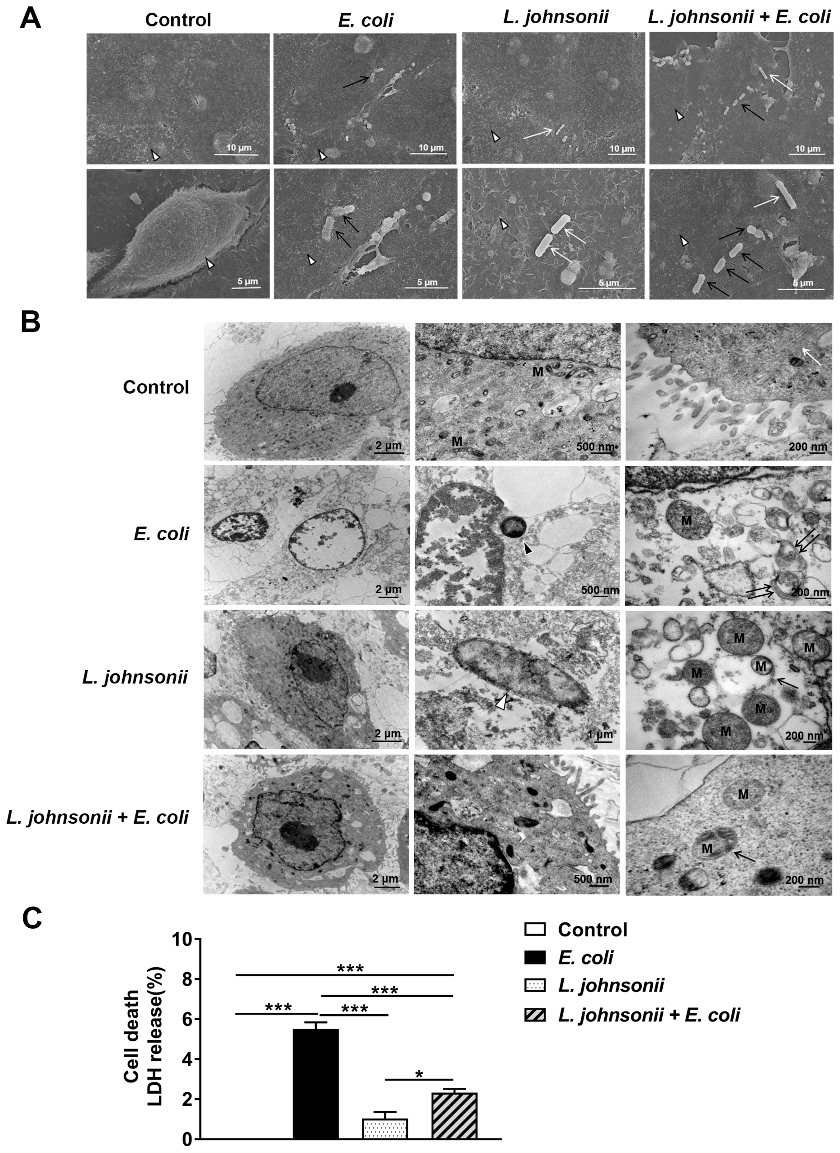 Vetsci 07 00112 g002 Vetsci 07 00112 g002