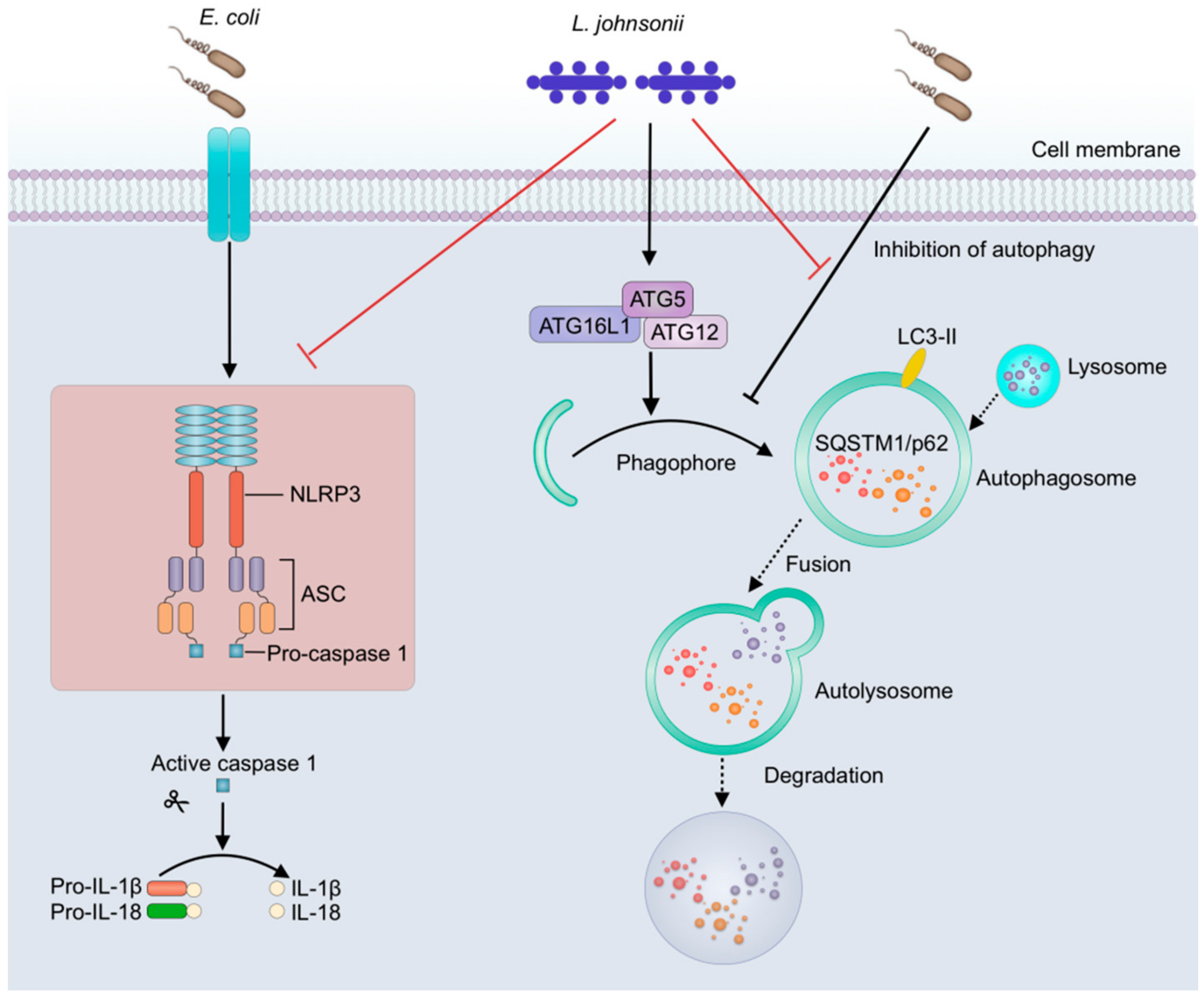Vetsci 07 00112 g006 Vetsci 07 00112 g006