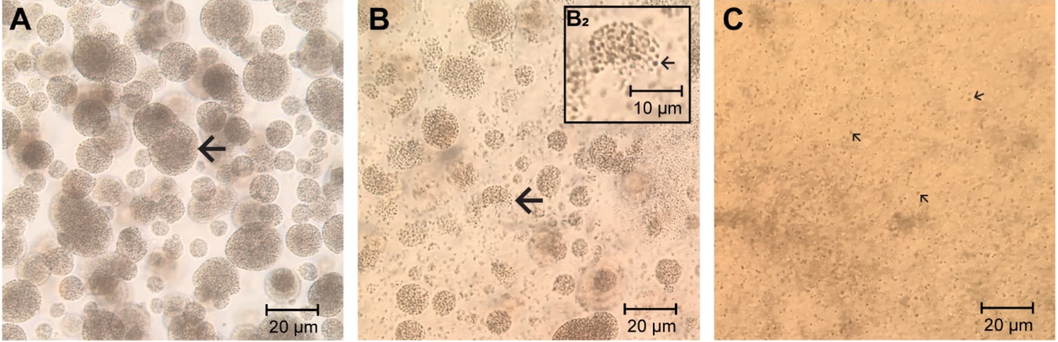 Vetsci 07 00115 g006 Vetsci 07 00115 g006