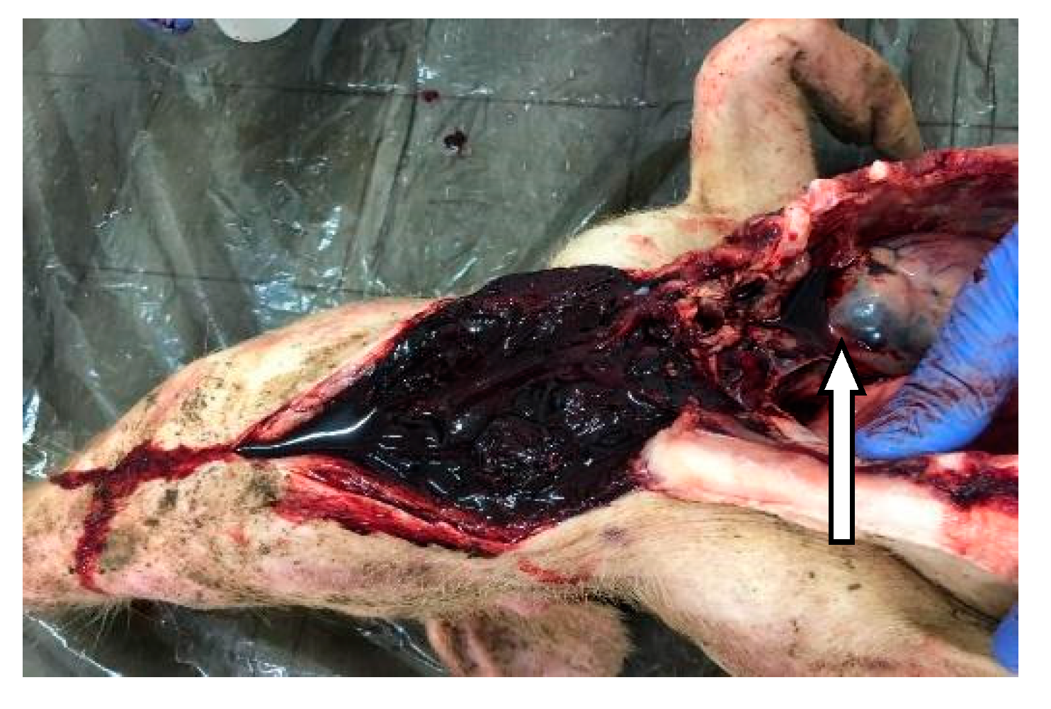 Vetsci 07 00123 g004