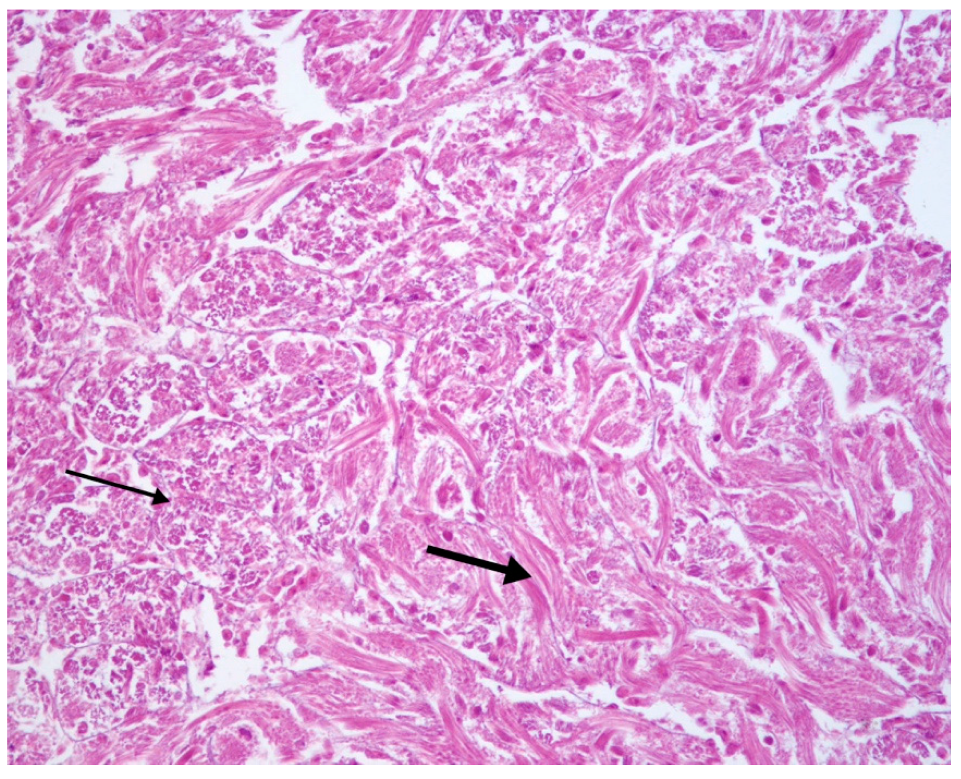 Vetsci 07 00124 g002 Vetsci 07 00124 g002