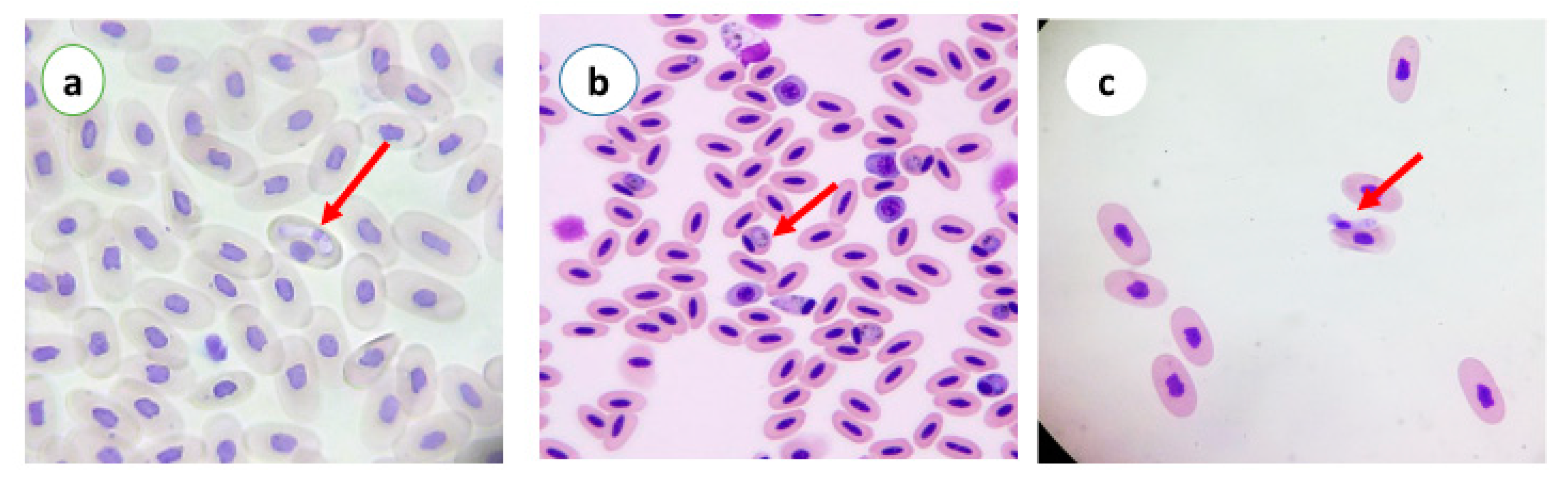 Vetsci 07 00126 g003 Vetsci 07 00126 g003
