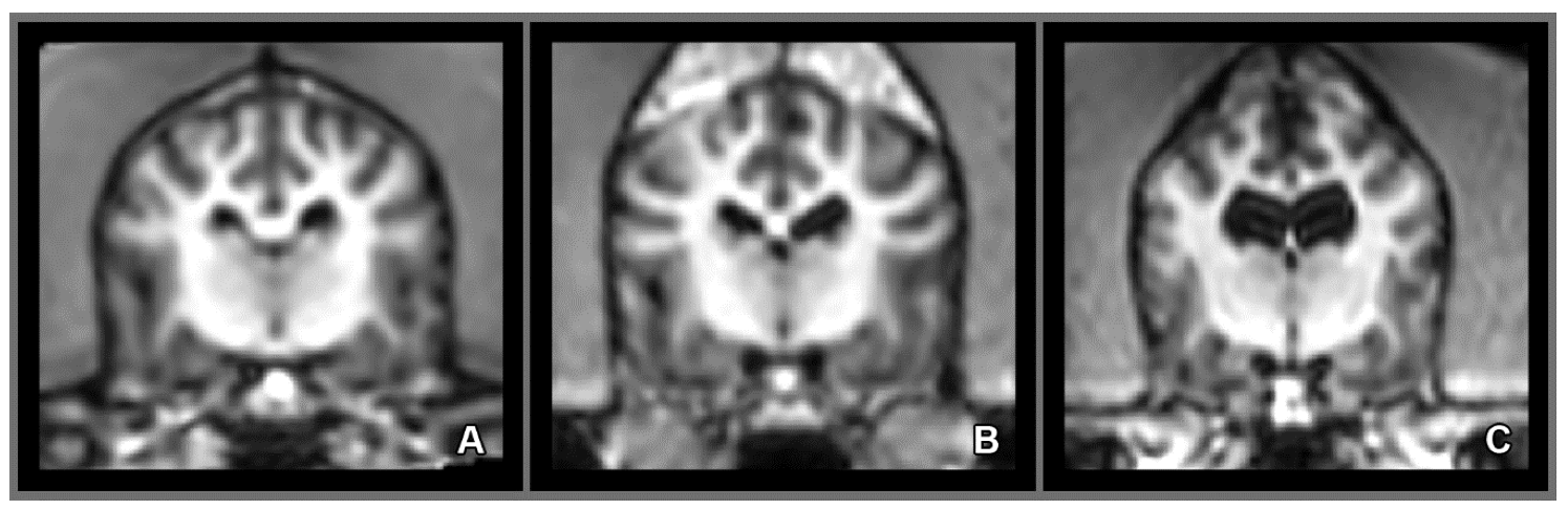 Vetsci 07 00127 g006