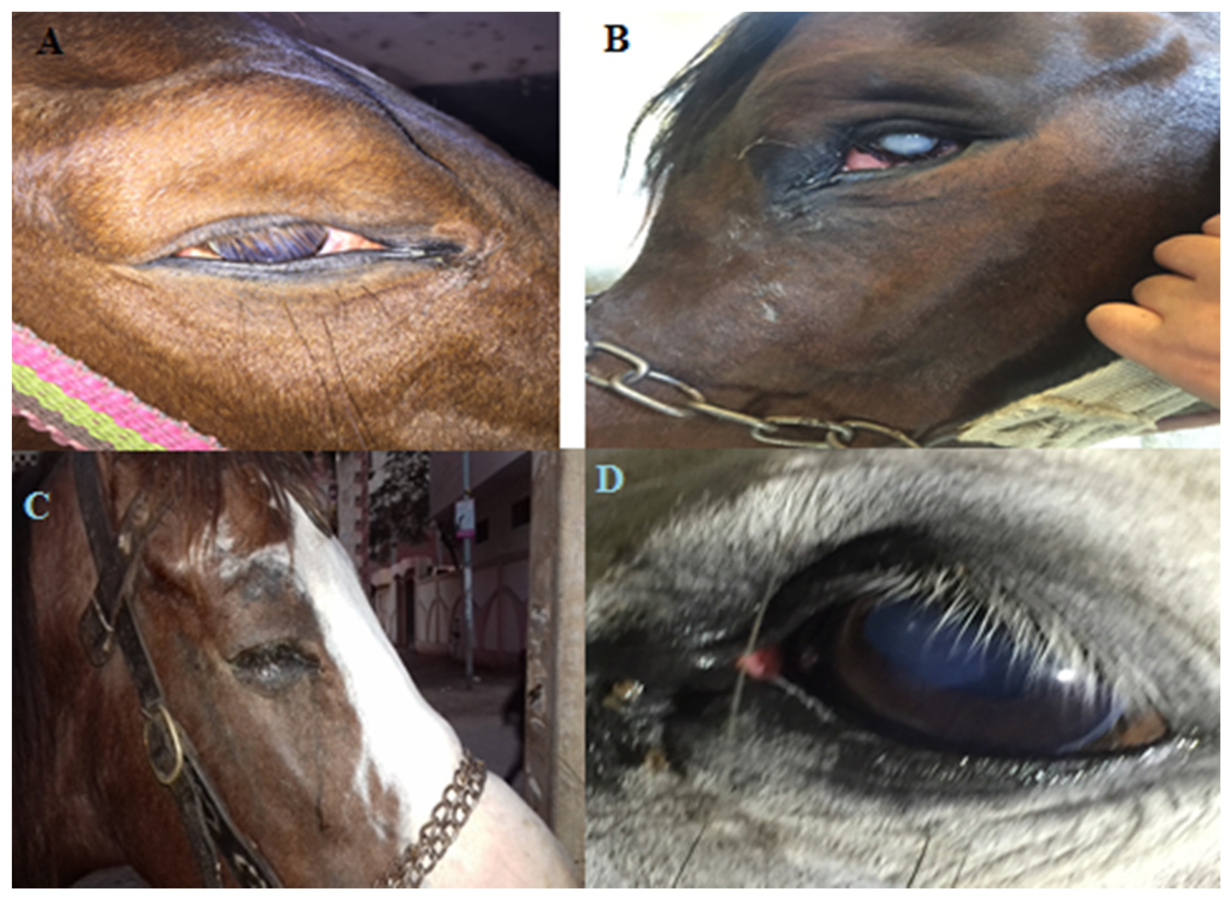 Vetsci 07 00130 g001