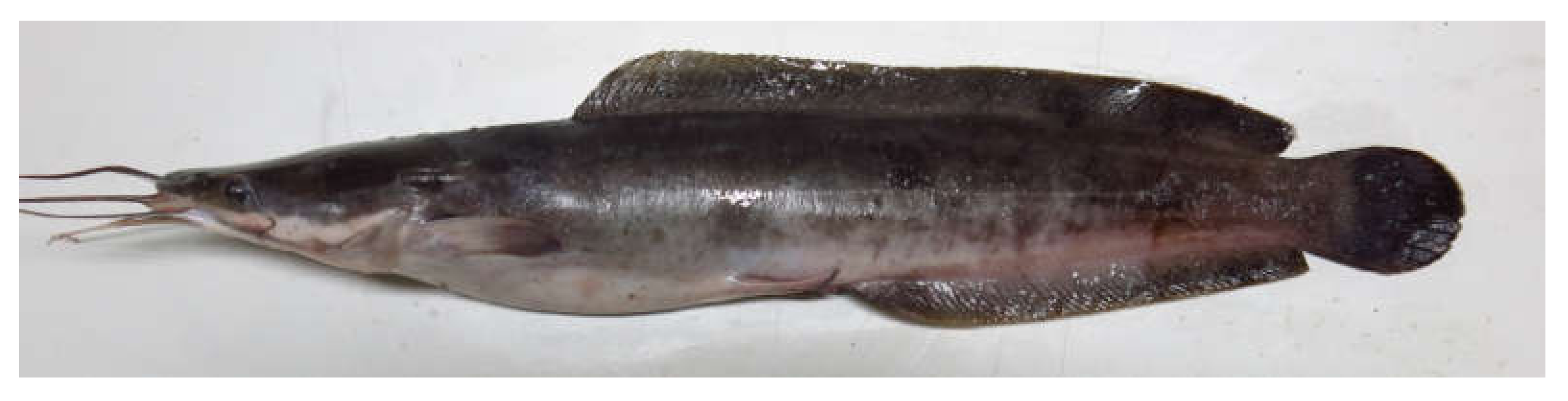 Vetsci 07 00133 g001 Vetsci 07 00133 g001