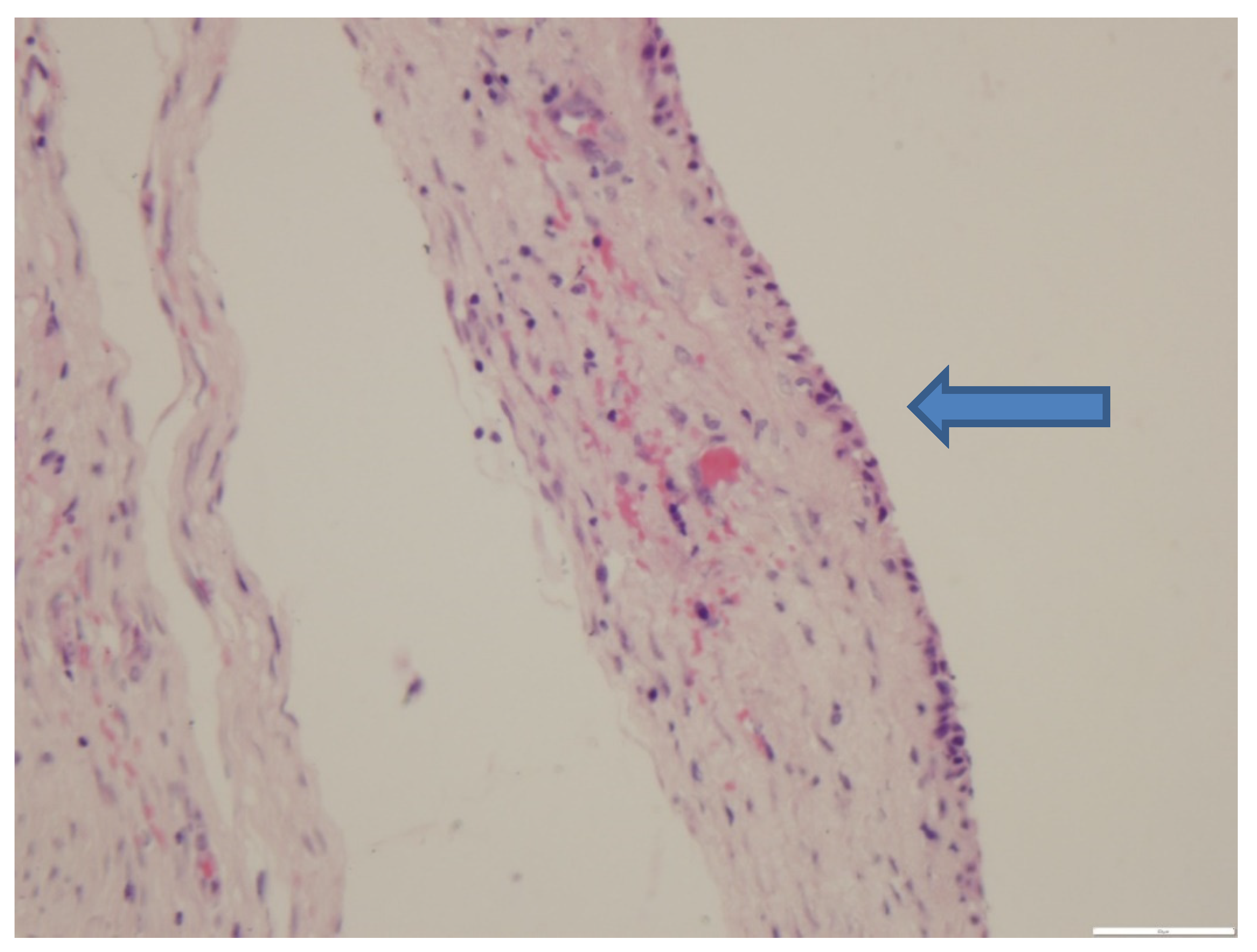 Vetsci 07 00137 g001