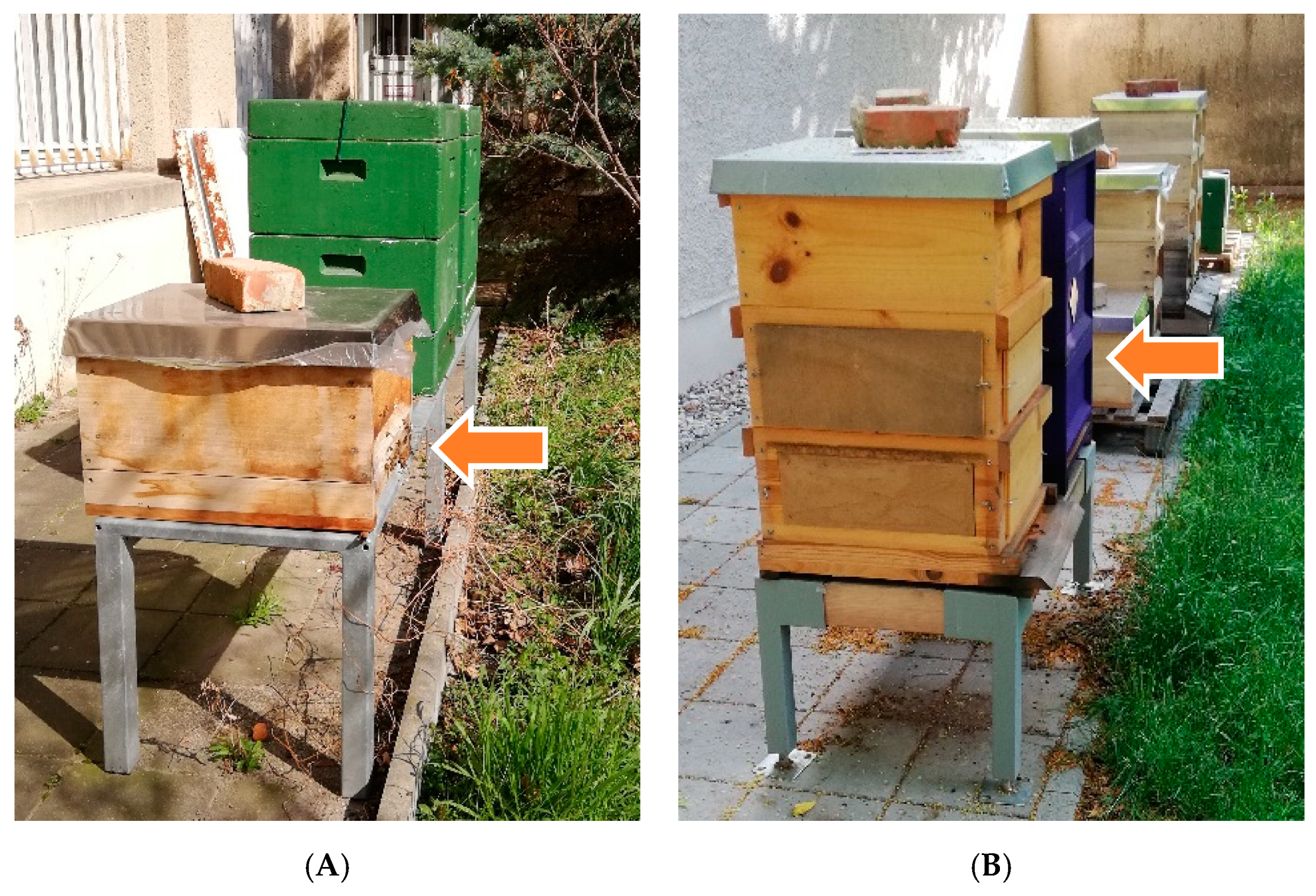 Vetsci 07 00142 g001