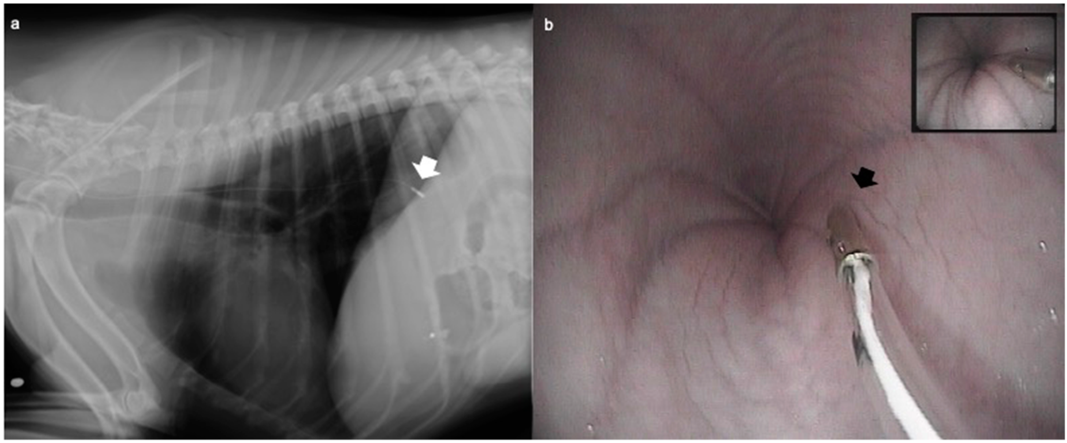Veterinary Sciences Free Full Text Incidence Of Gastroesophageal Reflux In Dogs Undergoing Orthopaedic Surgery Or Endoscopic Evaluation Of The Upper Gastrointestinal Tract Html Veterinary Sciences Free Full Text Incidence Of Gastroesophageal Reflux In Dogs Undergoing Orthopaedic Surgery Or Endoscopic Evaluation Of The Upper Gastrointestinal Tract Html