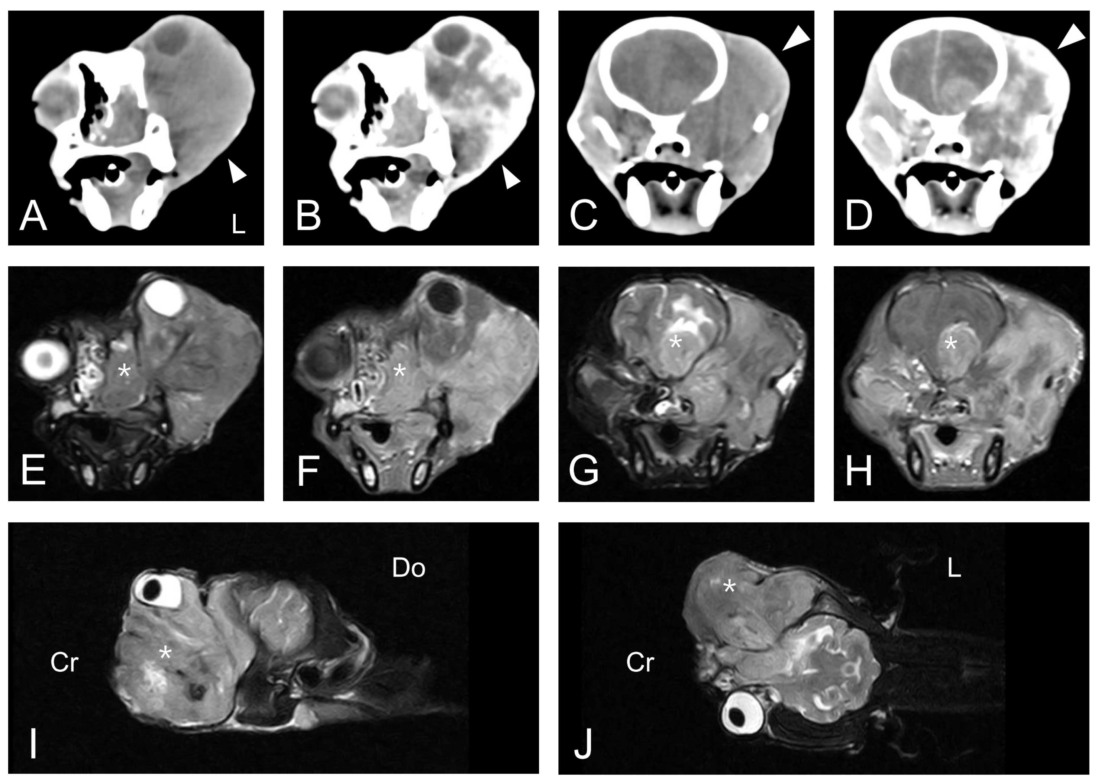 Vetsci 07 00145 g002