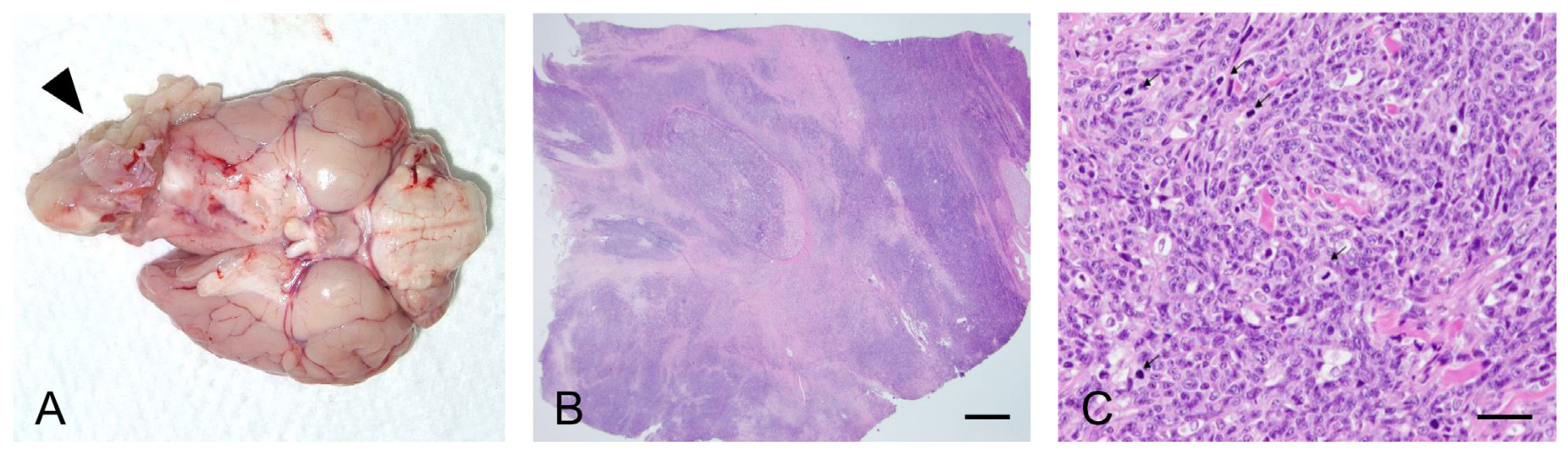 Vetsci 07 00145 g003