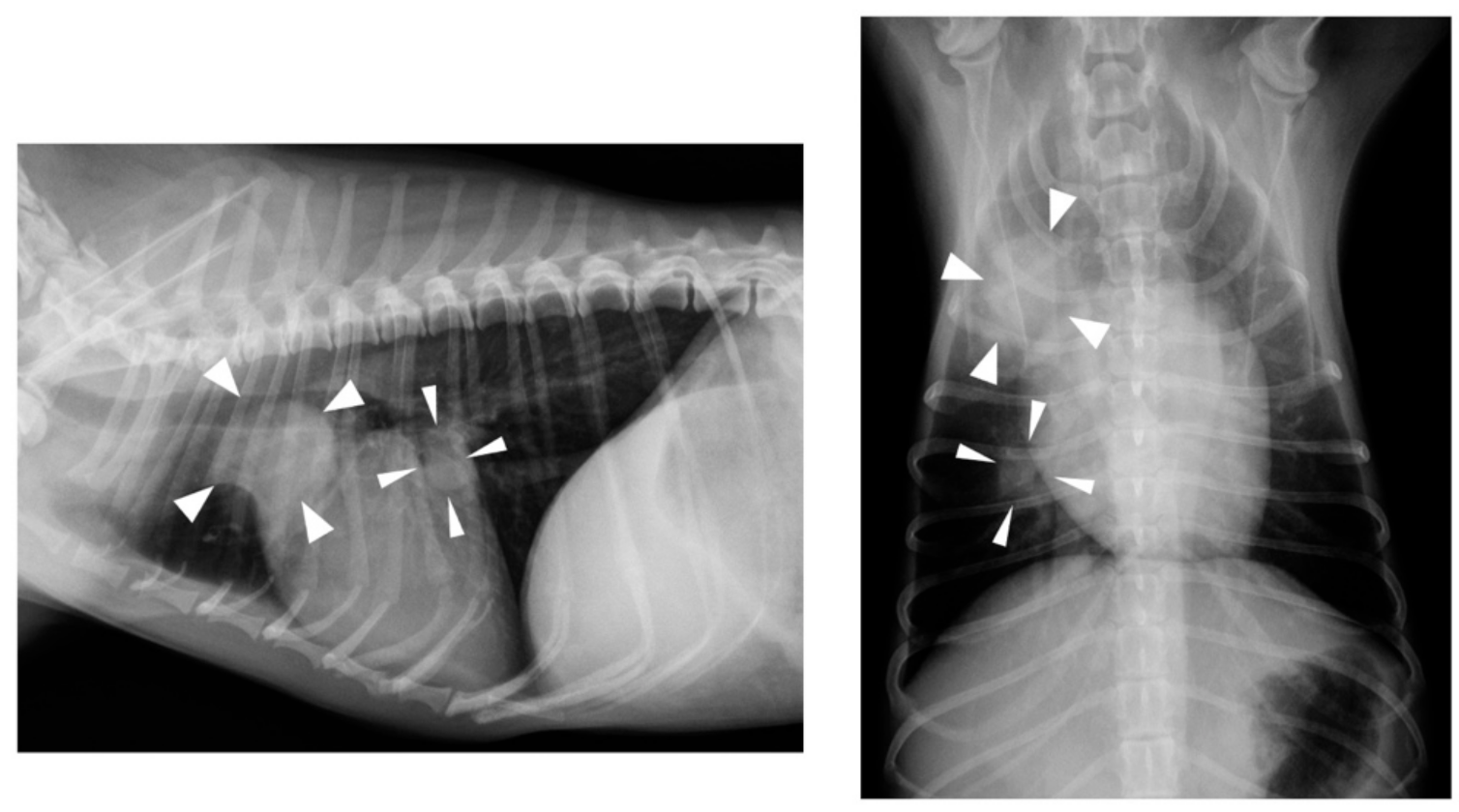 Vetsci 07 00155 g002