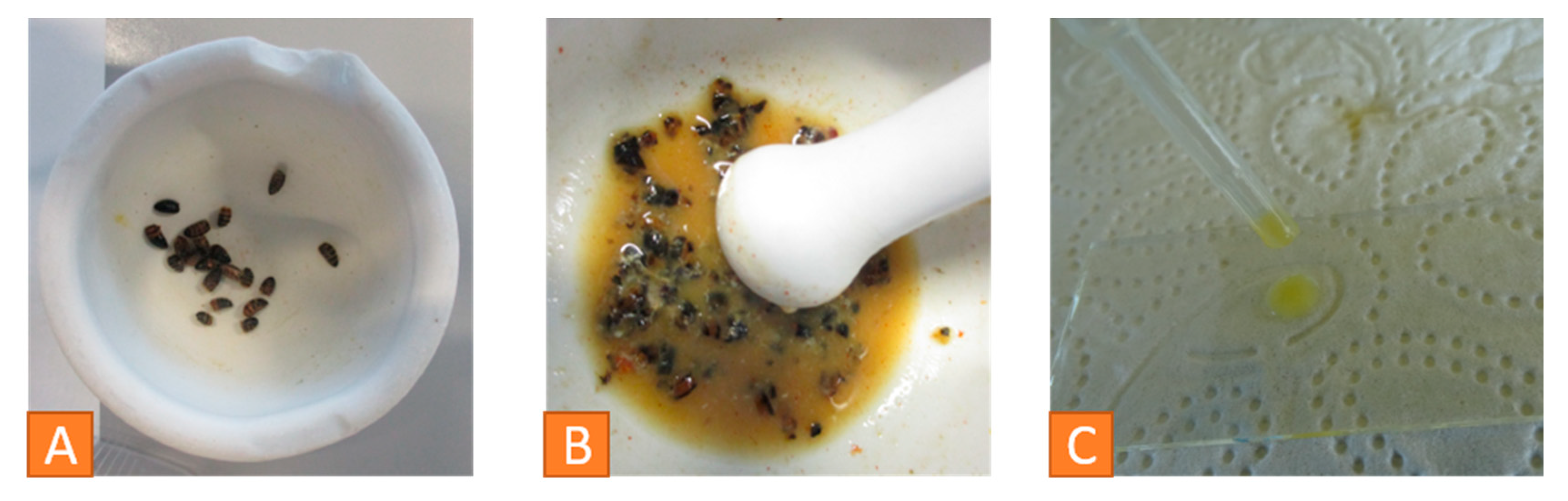 Vetsci 07 00159 g011