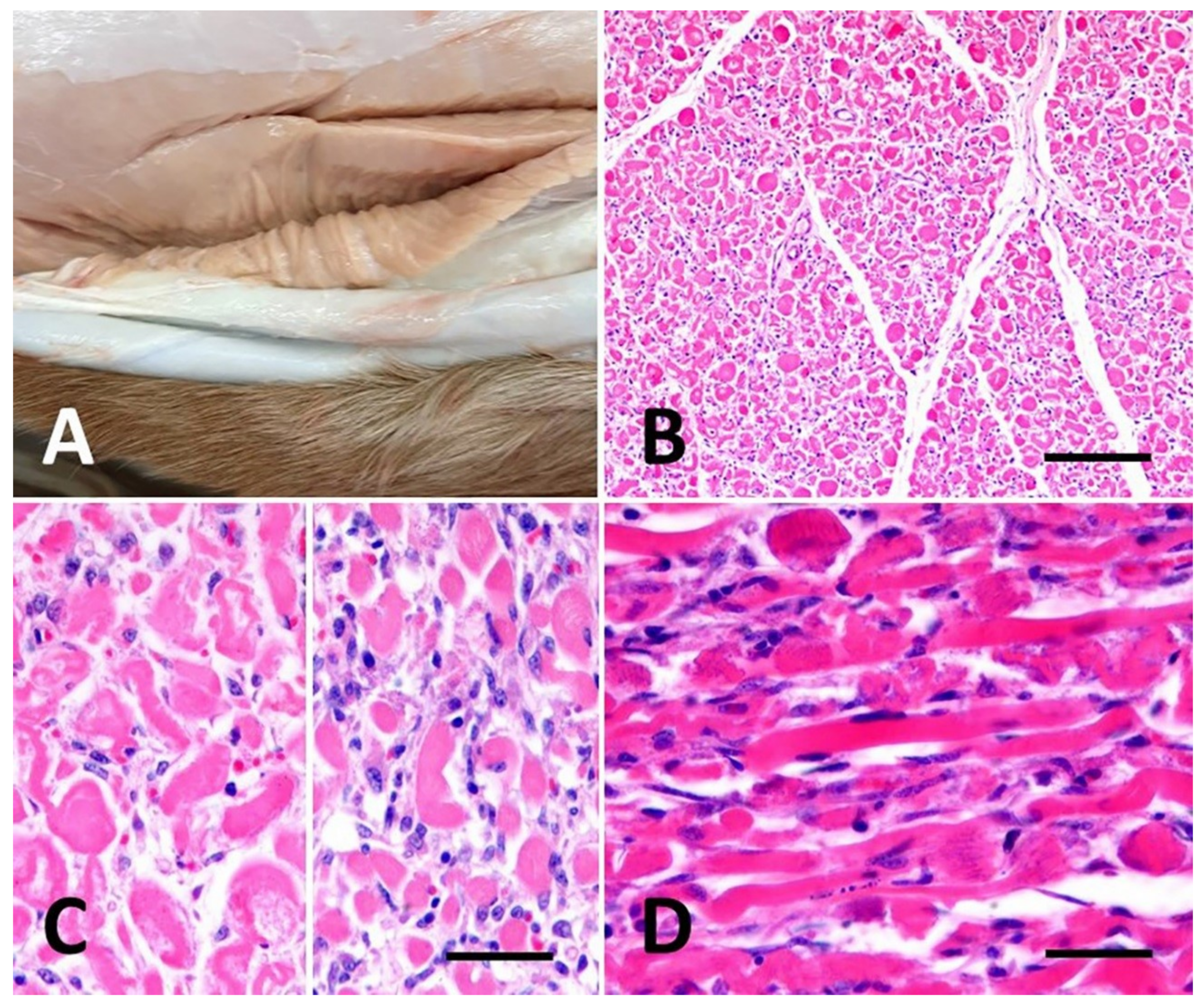 Vetsci 07 00160 g001