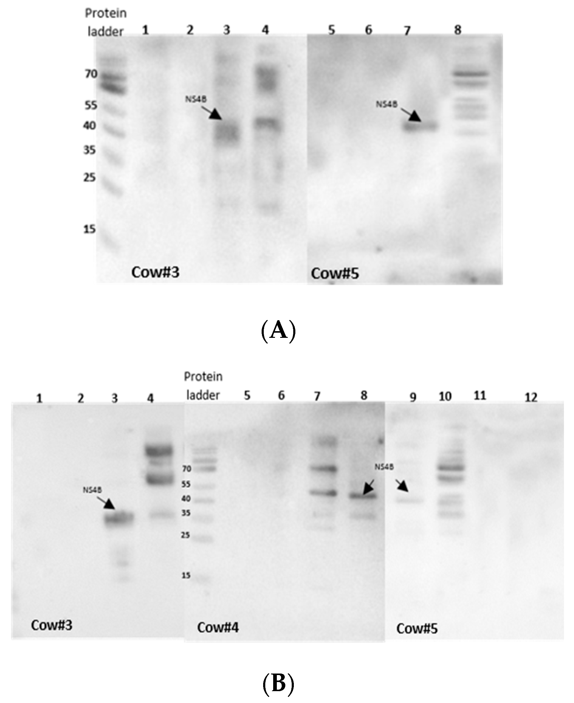 Vetsci 07 00169 g002