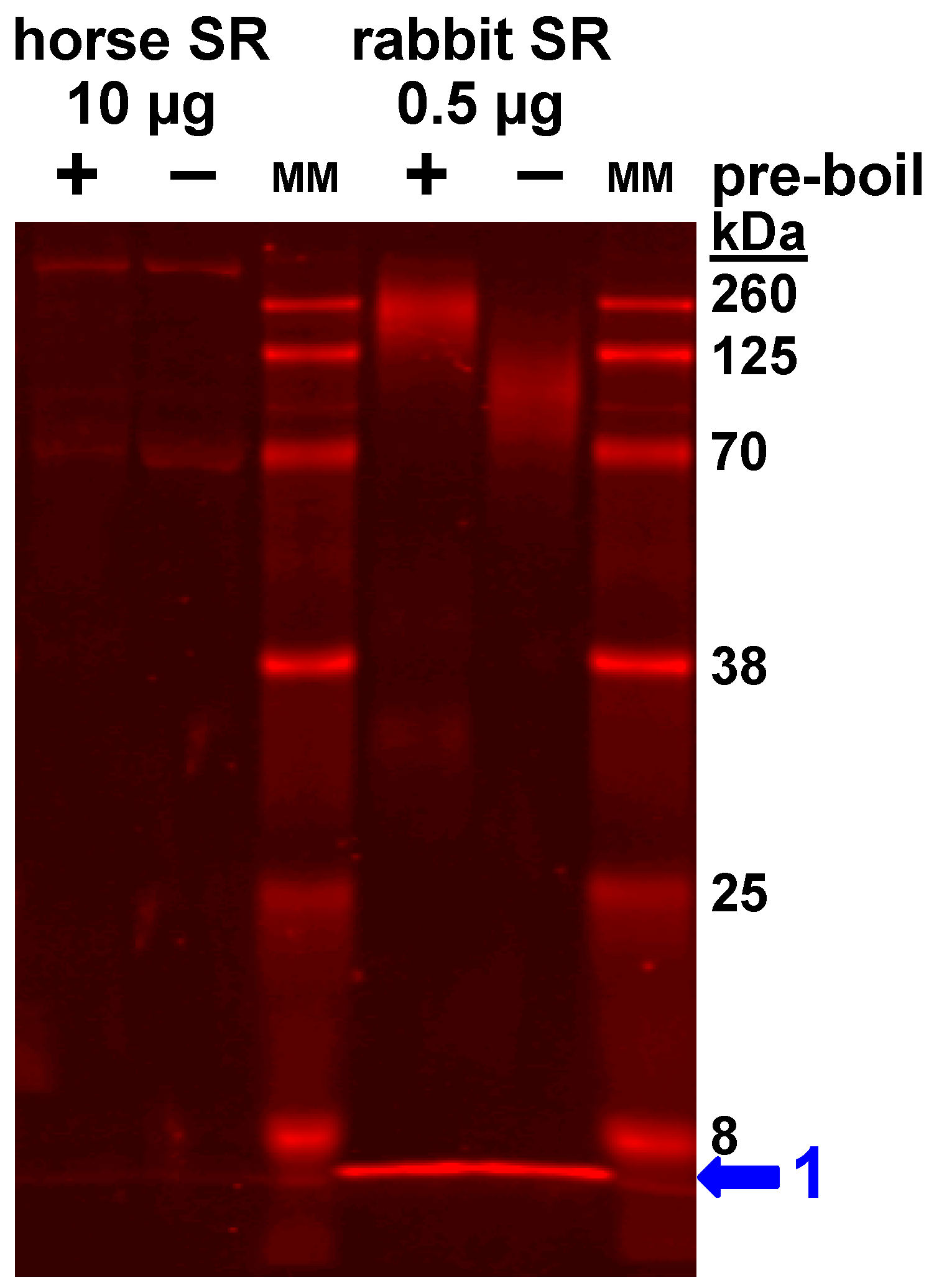 Vetsci 07 00178 g003 Vetsci 07 00178 g003