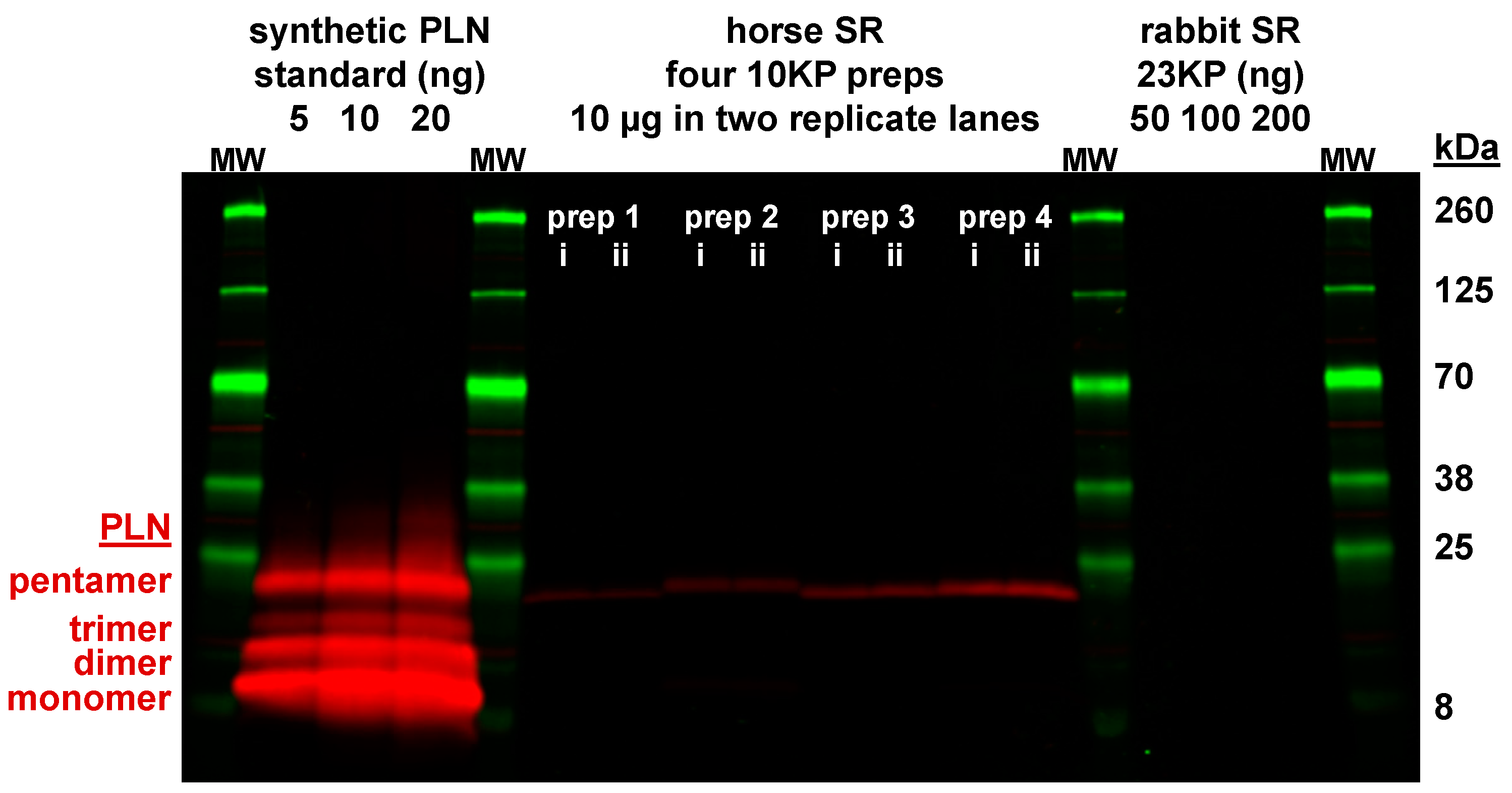 Vetsci 07 00178 g004 Vetsci 07 00178 g004
