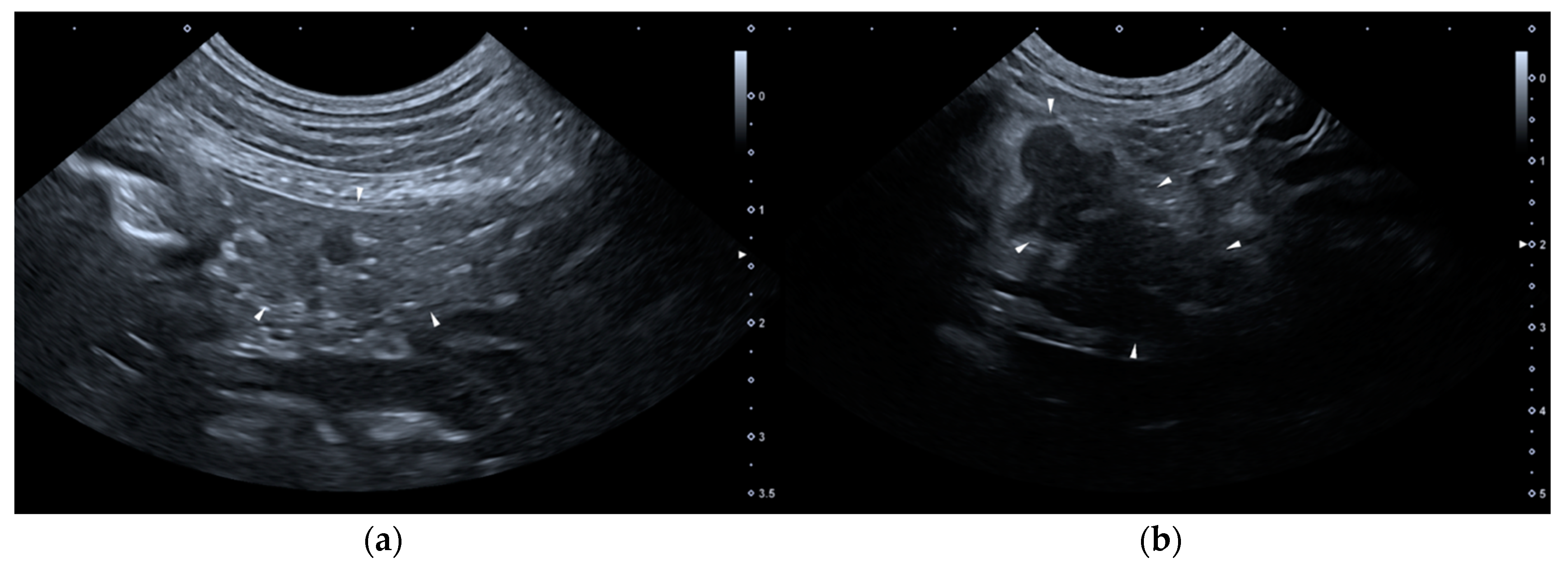 Vetsci 07 00180 g002