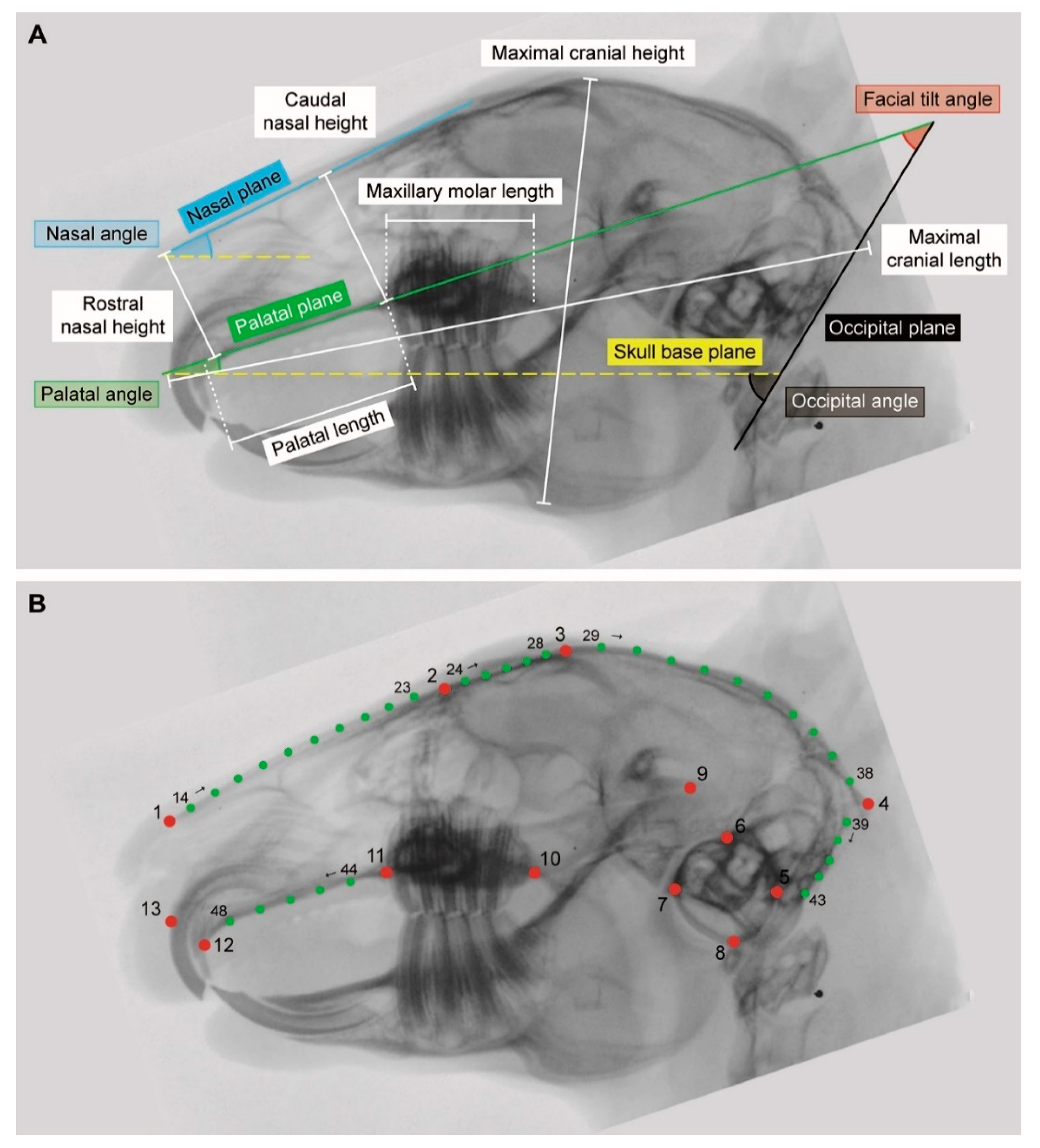 Vetsci 07 00182 g002