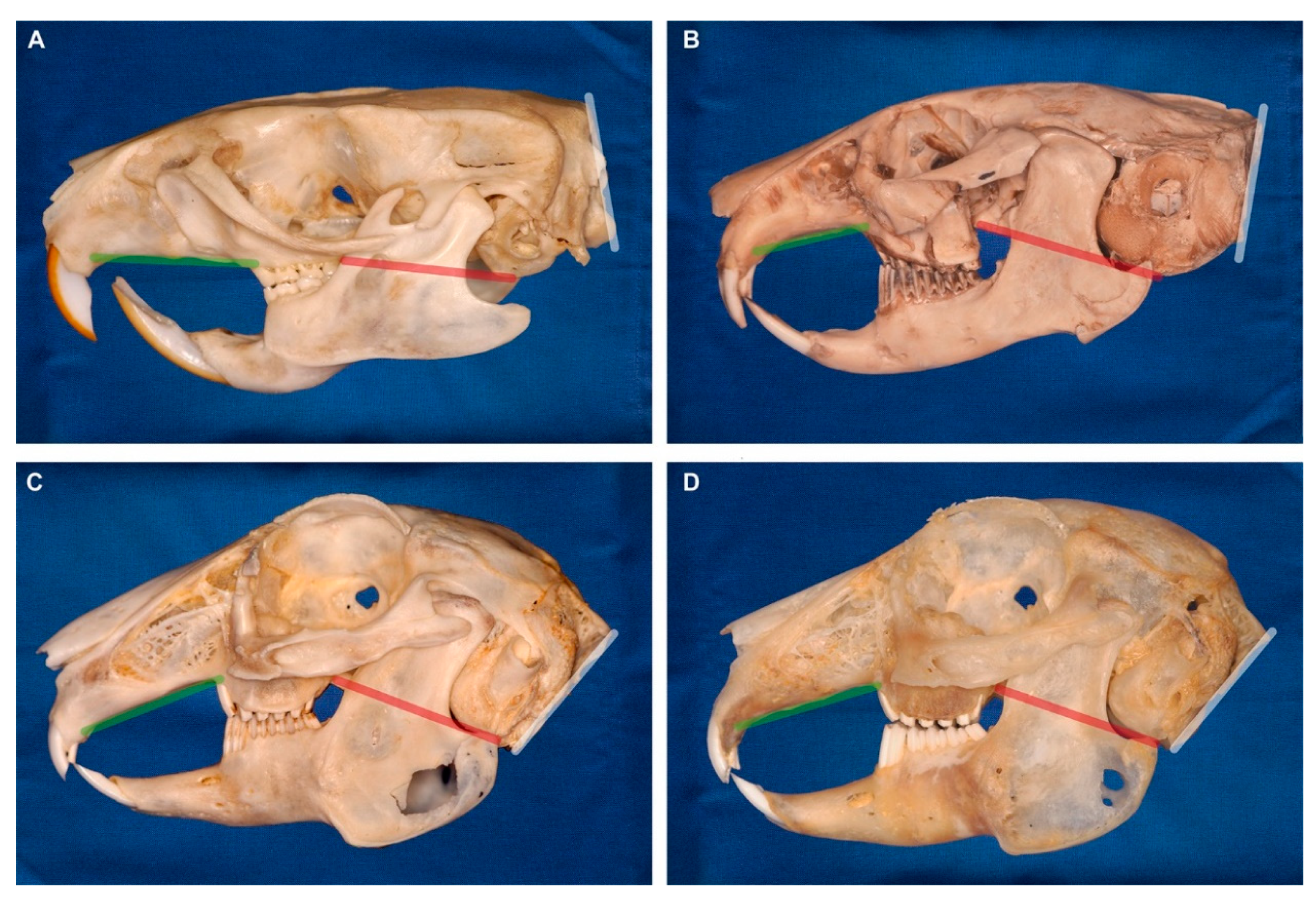 Vetsci 07 00182 g008